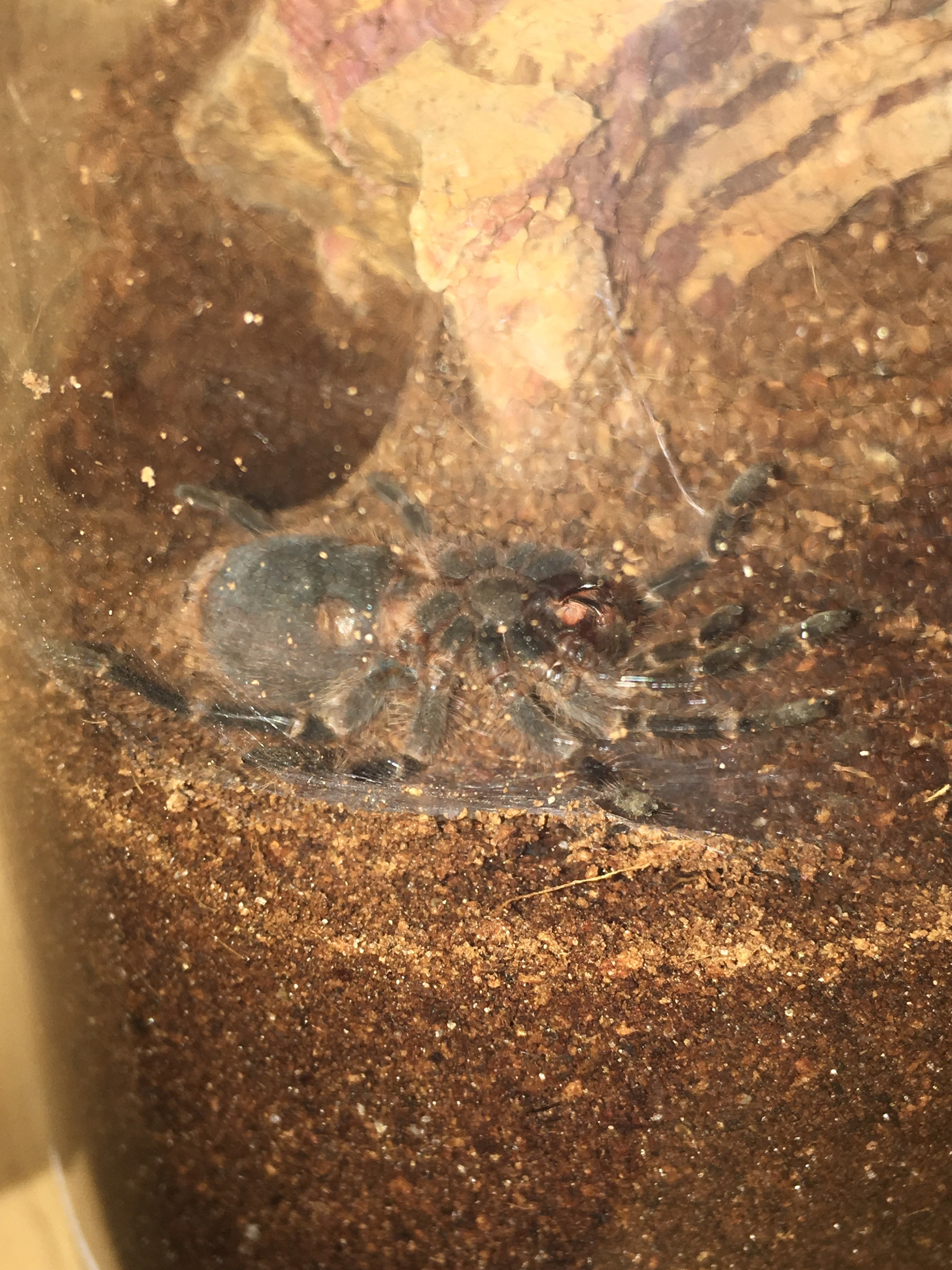 G pulchripes