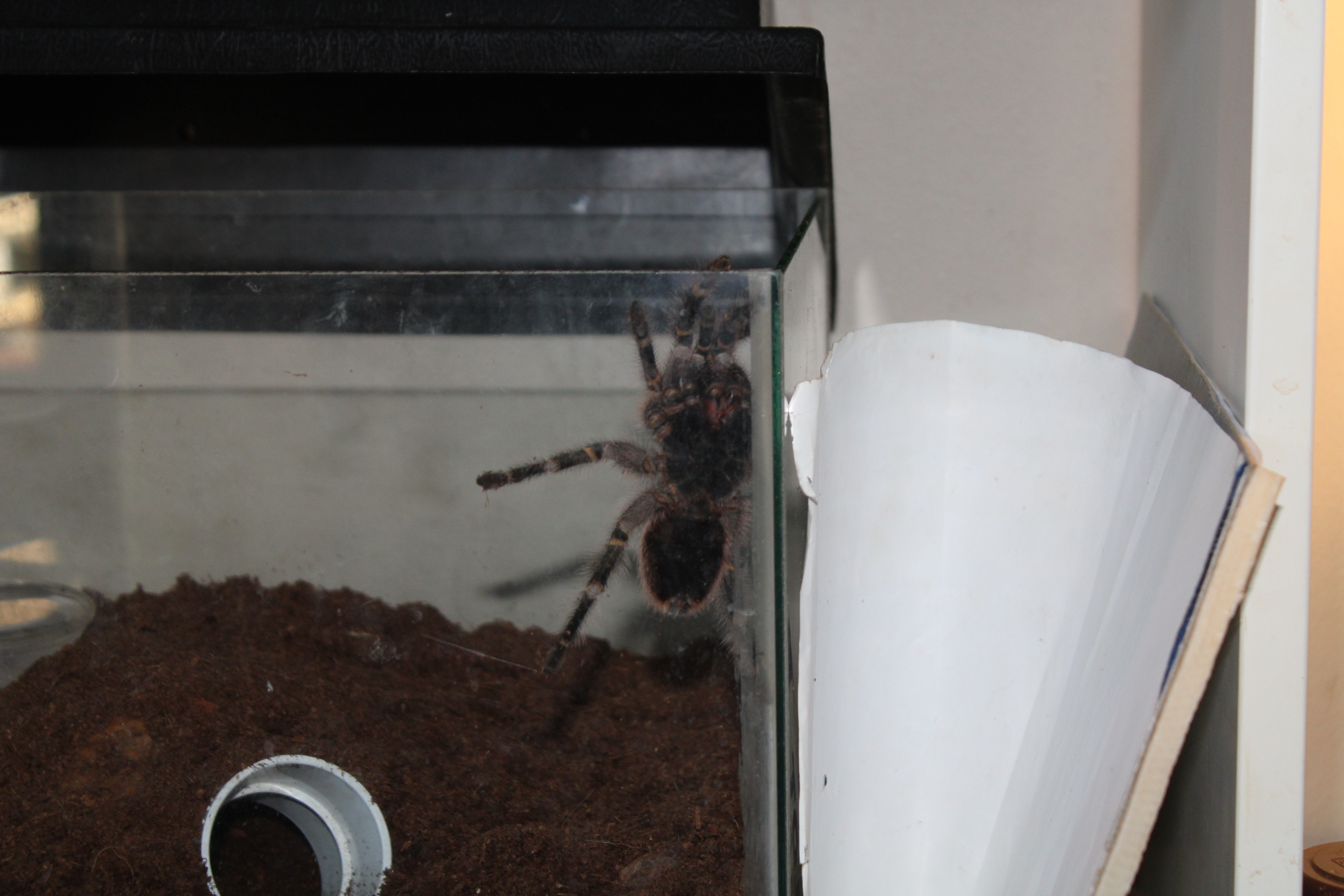 G.pulchrupes sees her chance!