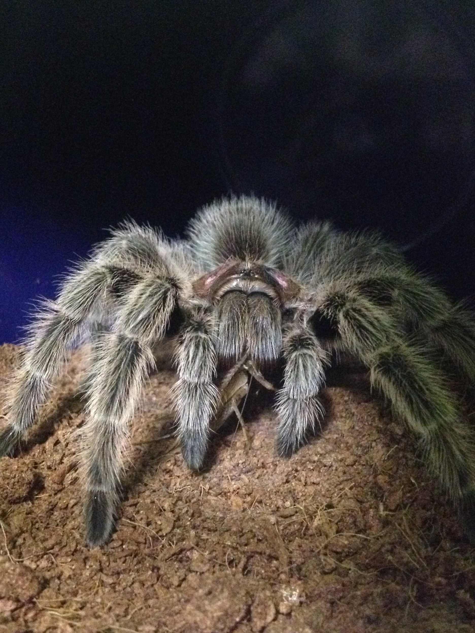 G. rosea