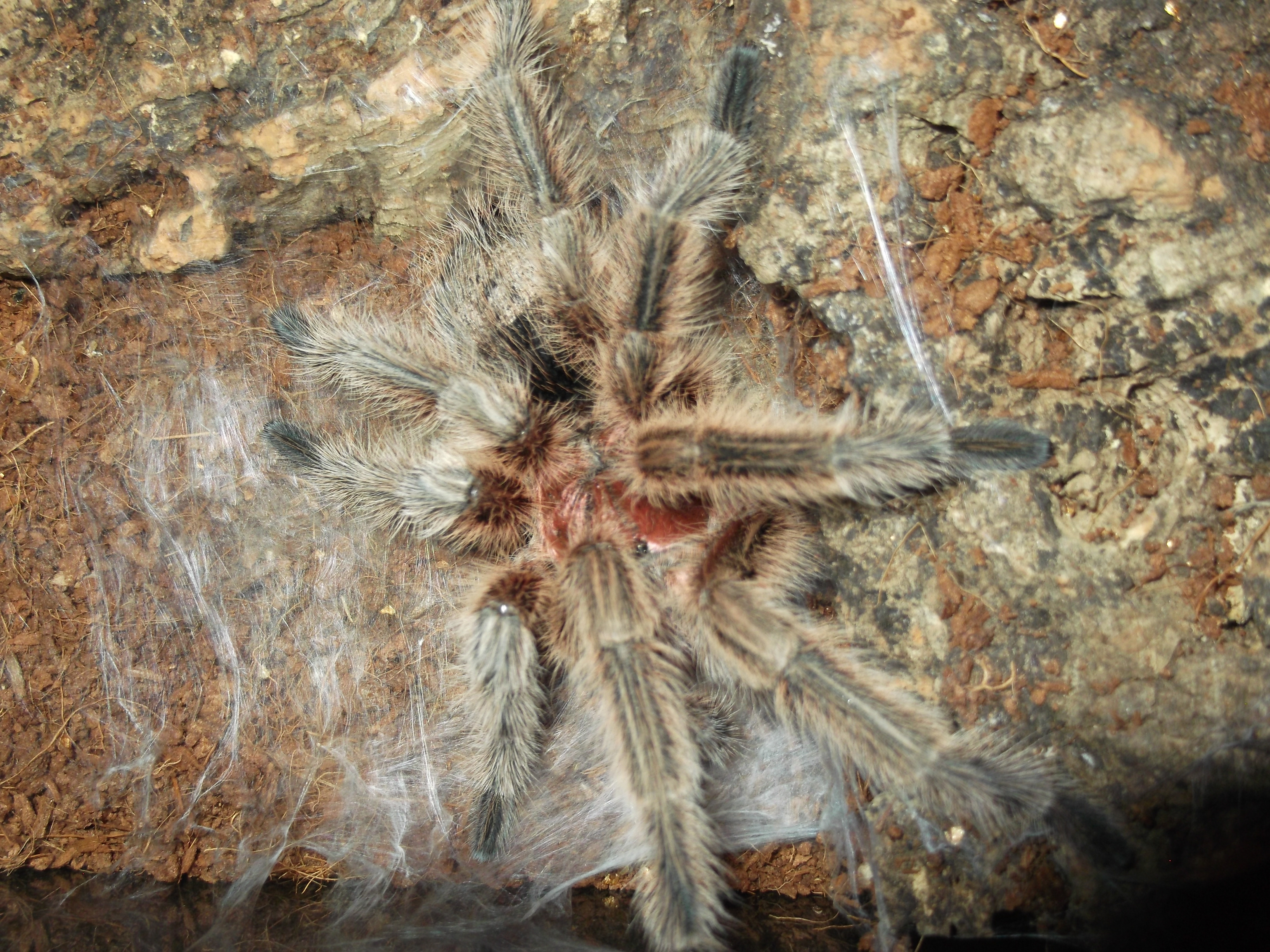 G. Sp North freshly molted