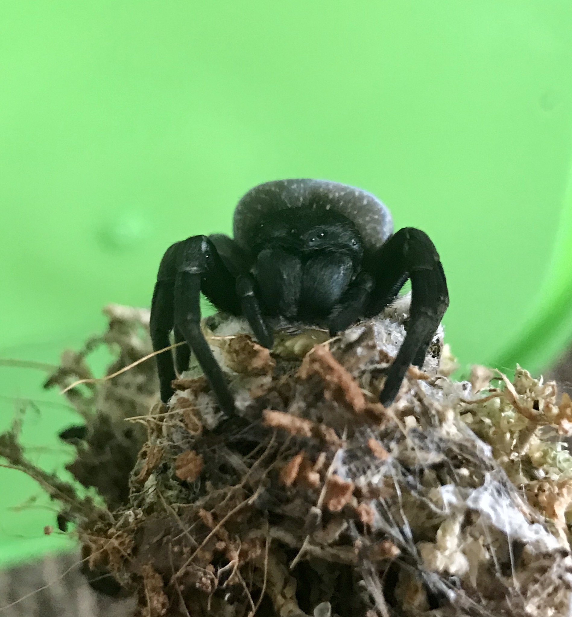 Gandanameno Sp Namibia AF