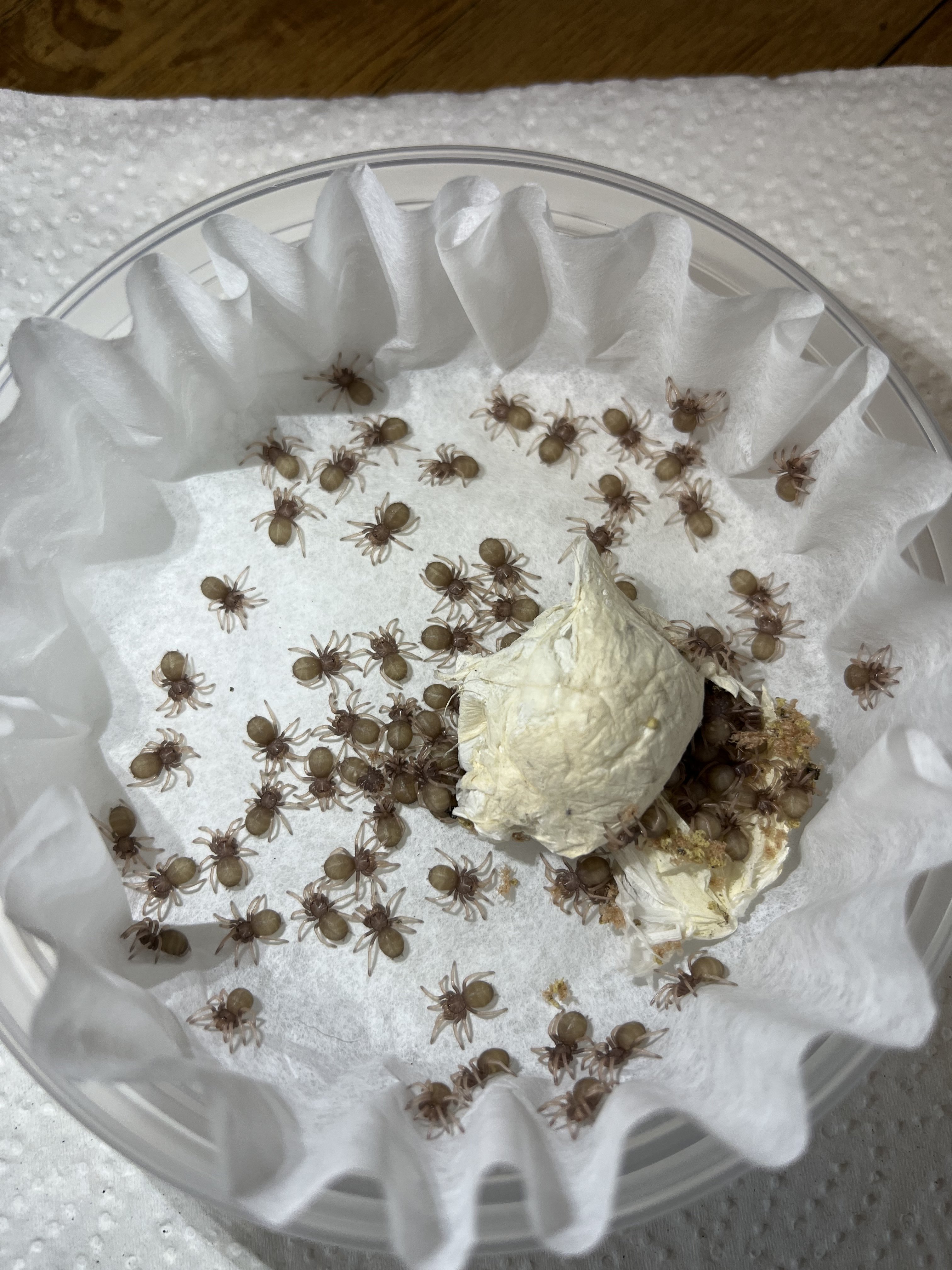 GBB 1i