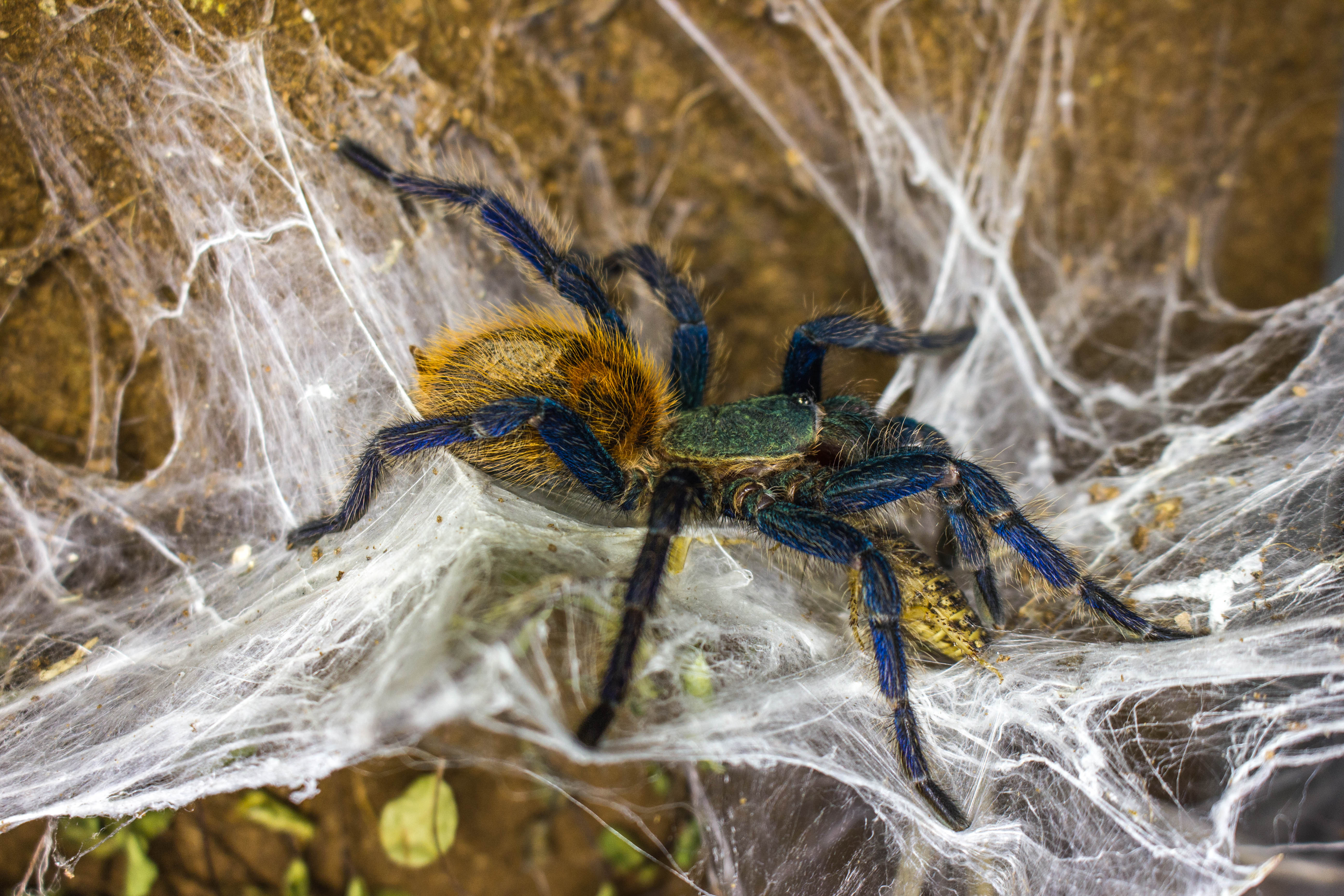GBB feeding+HD VIDEO in comments