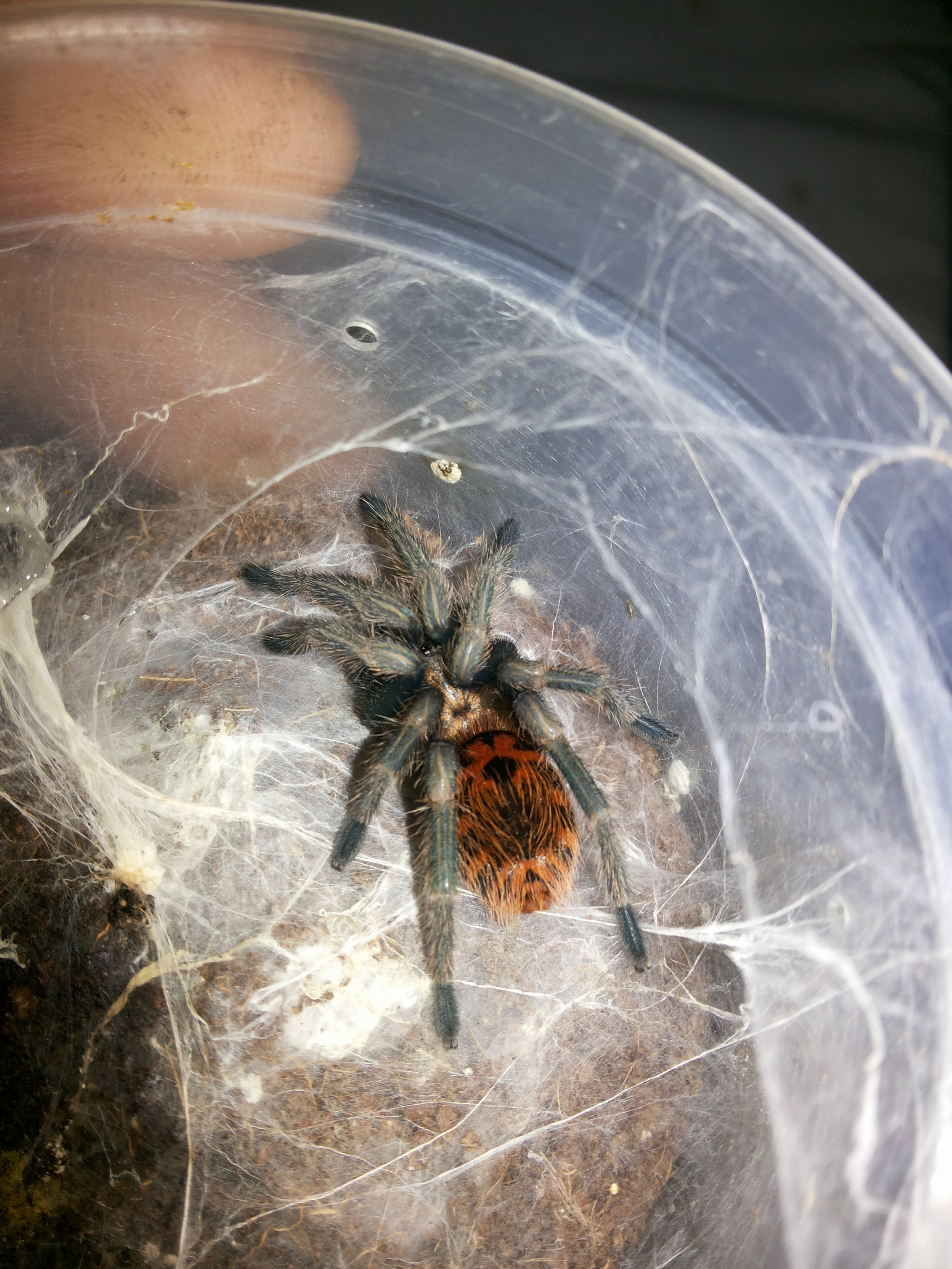 gbb lovers! :3