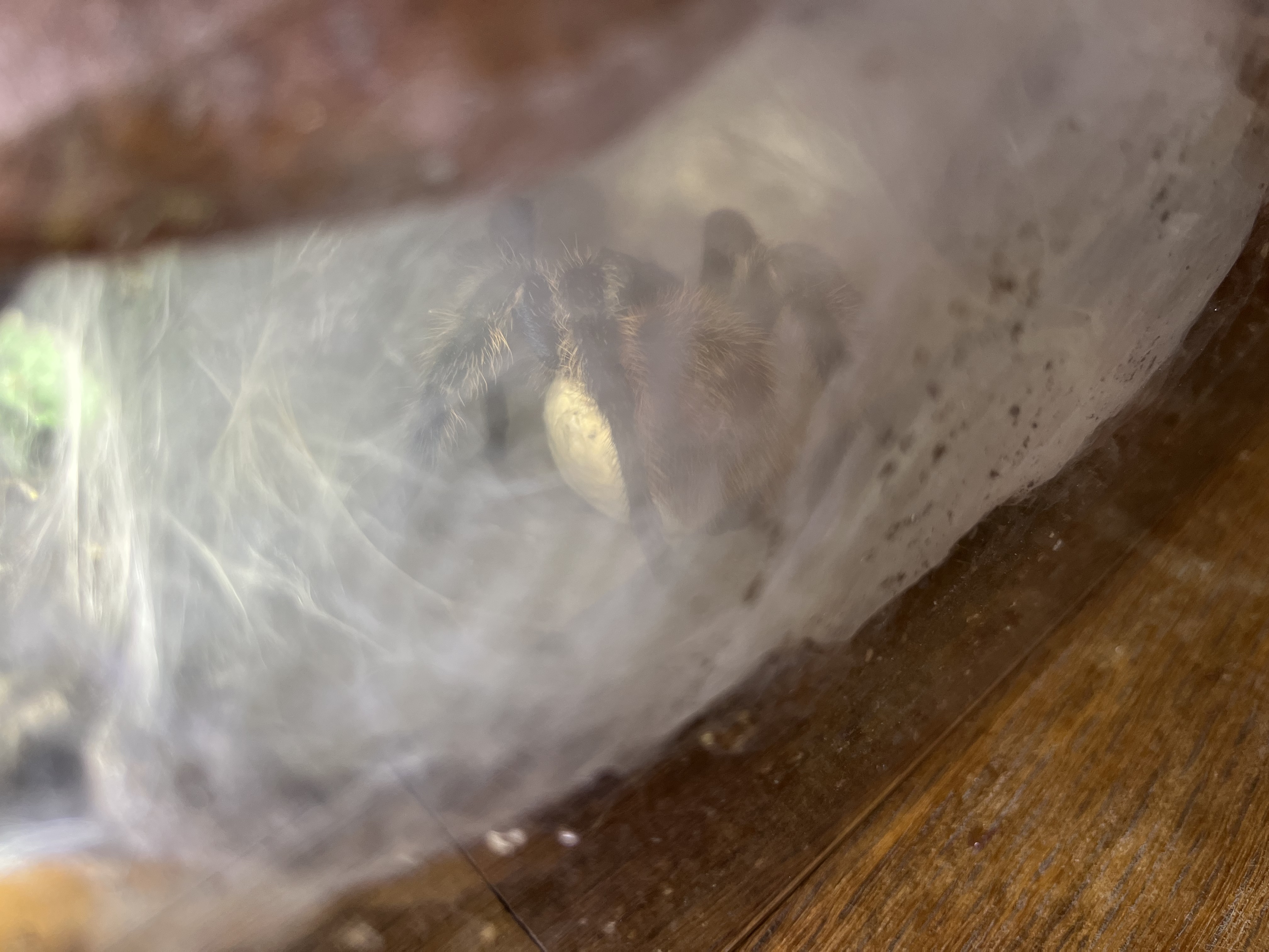 GBB on sac