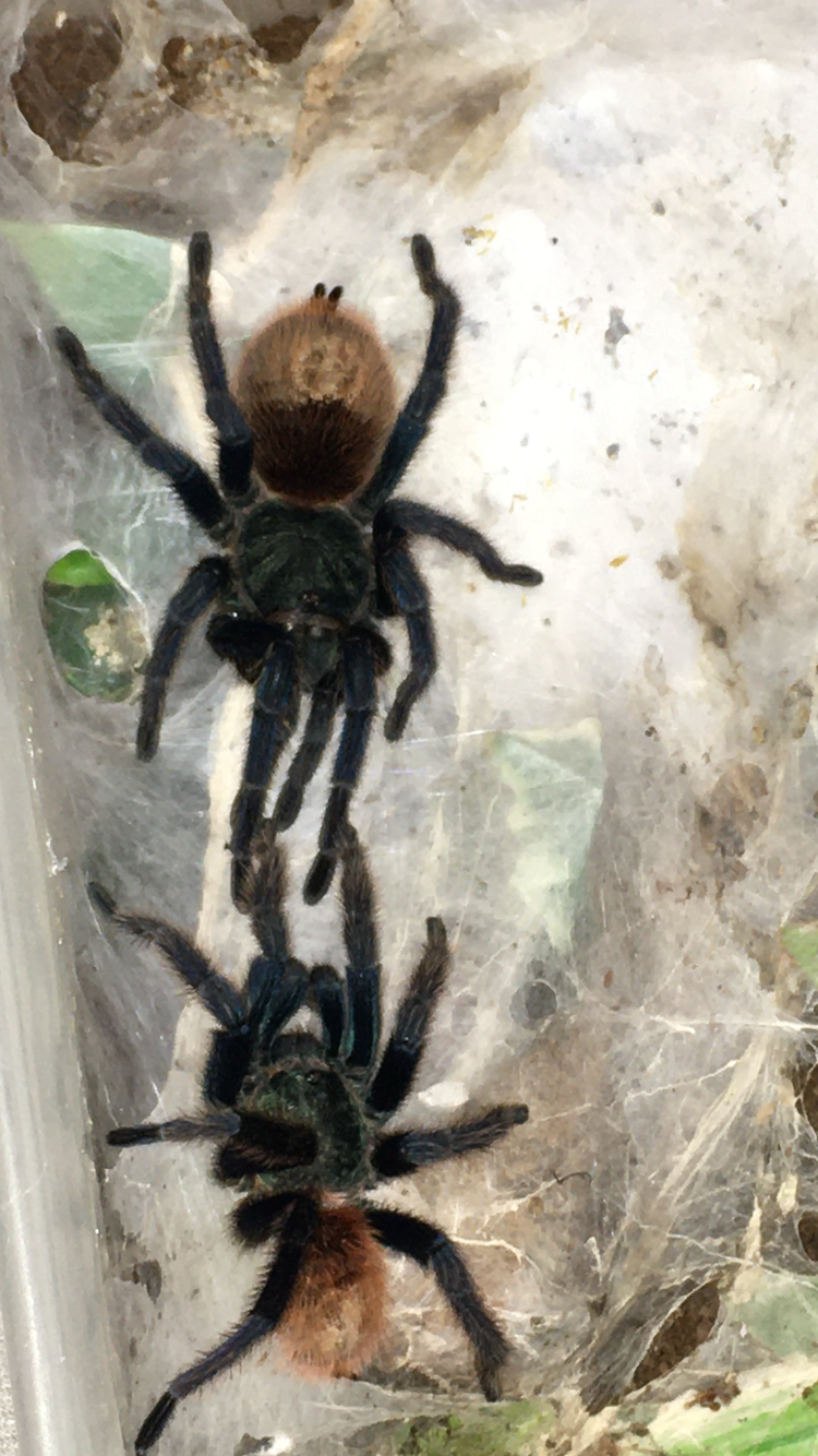 Gbb pairing