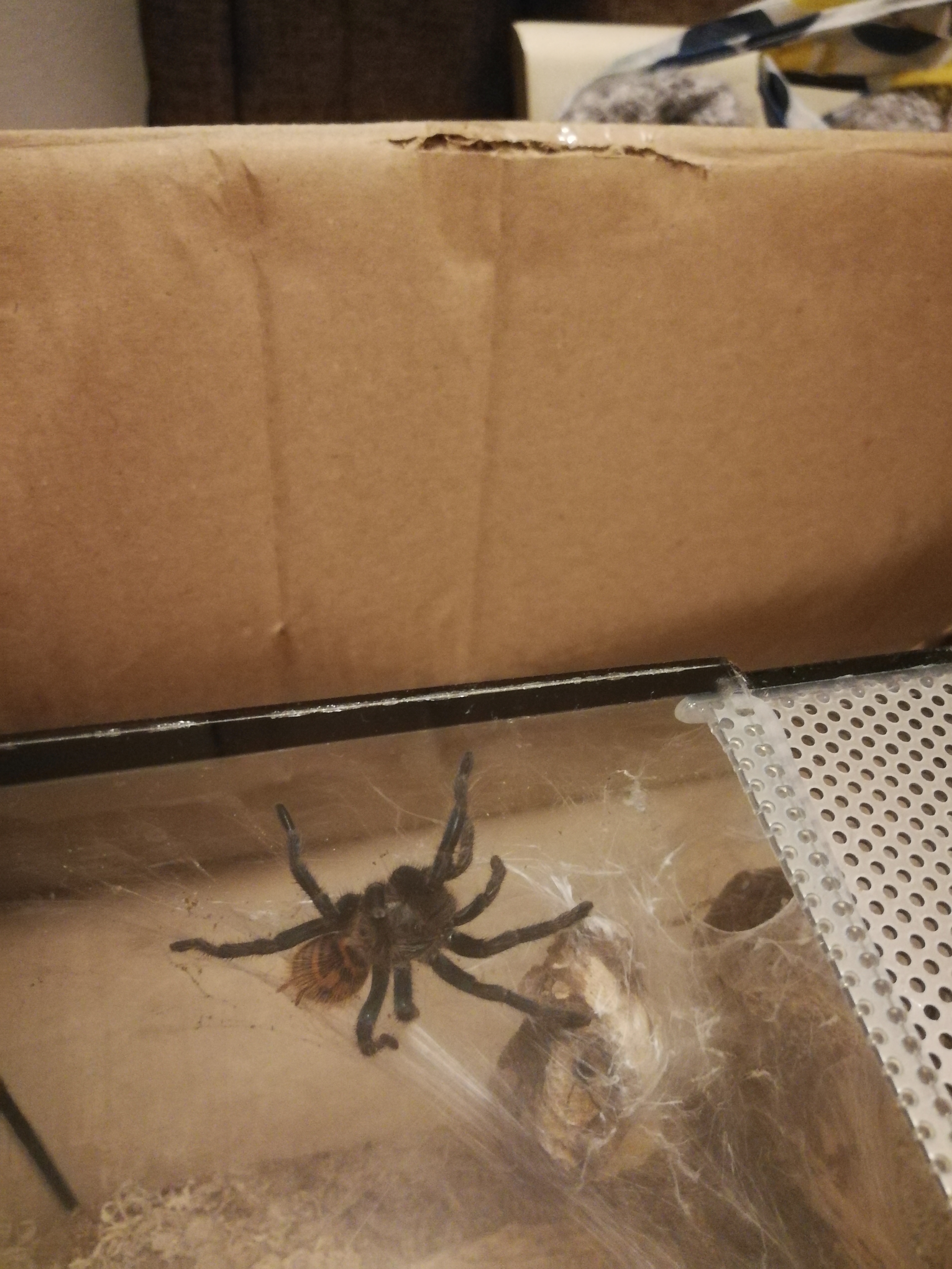 Gbb picture 3