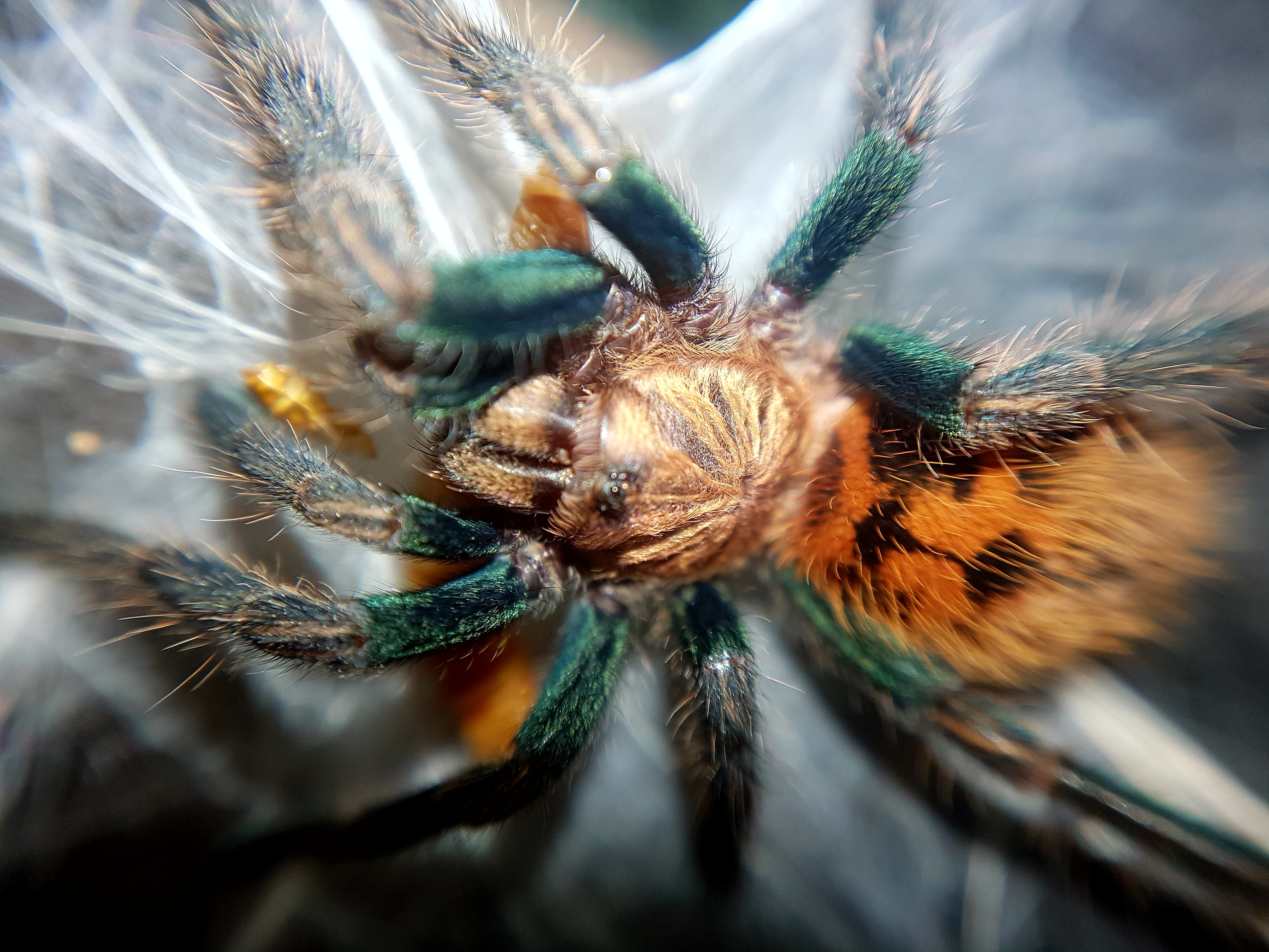 Gbb sling Tarantula Forum