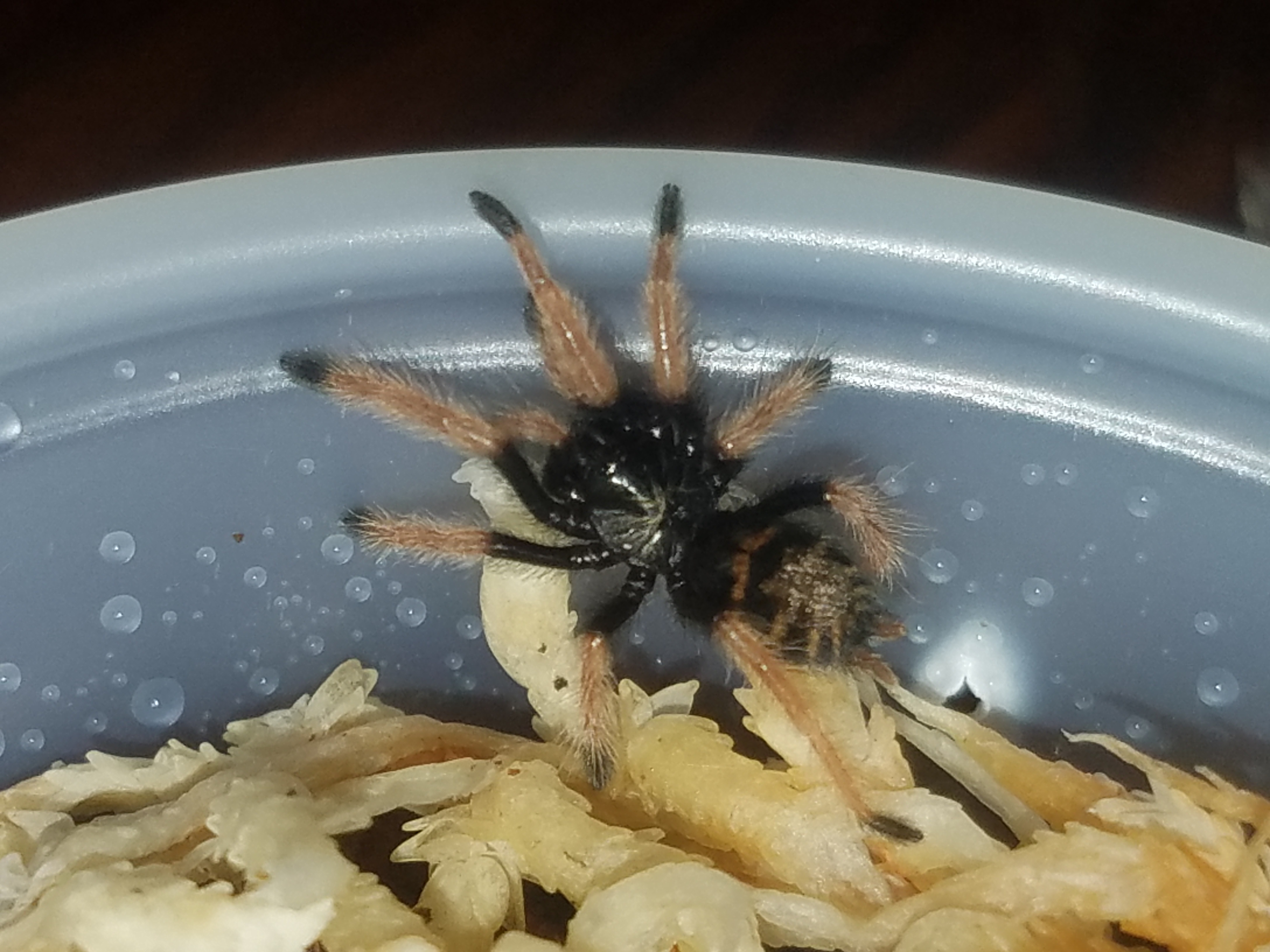 Gbb sling