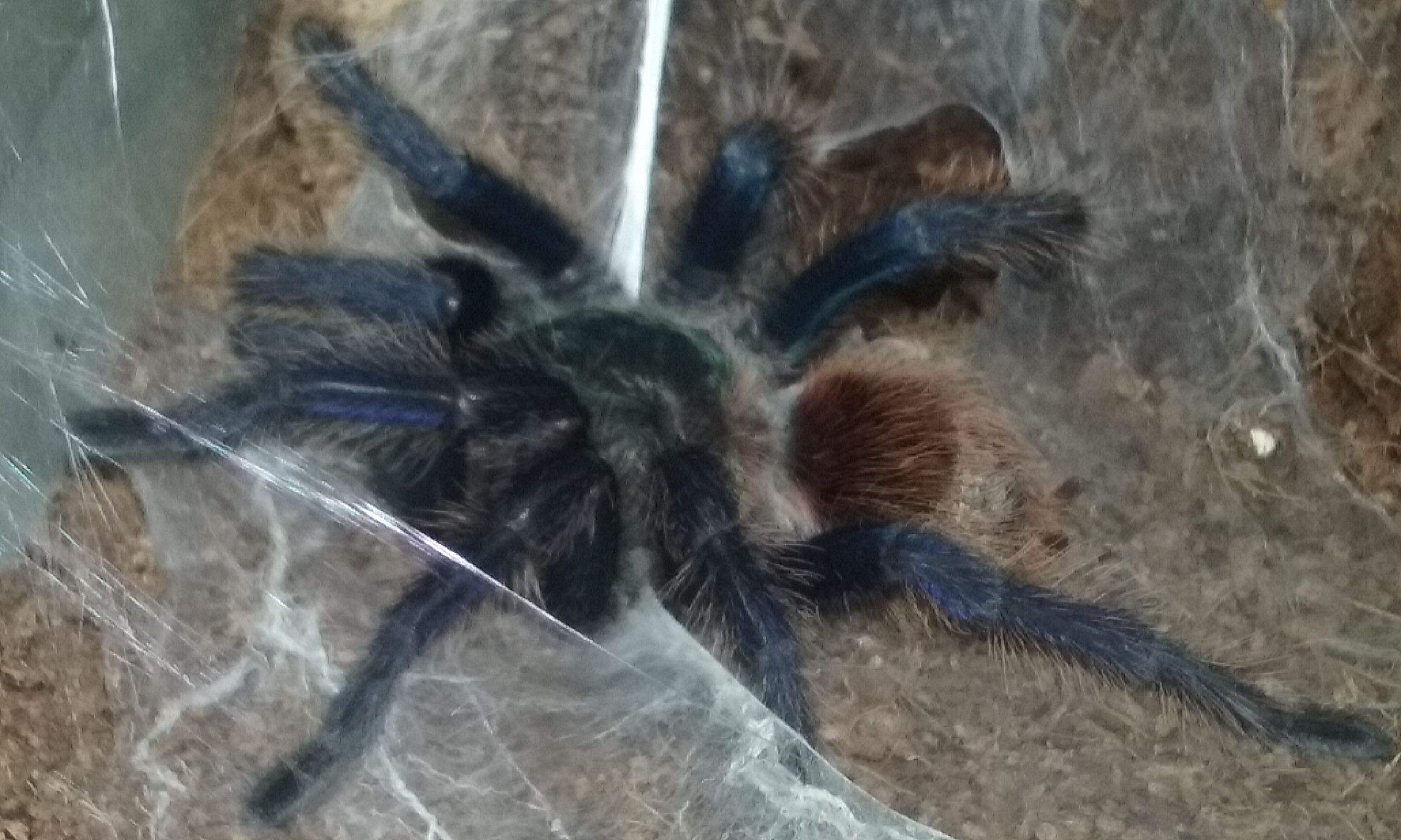 GBB (Sully 3.0) fresh moult