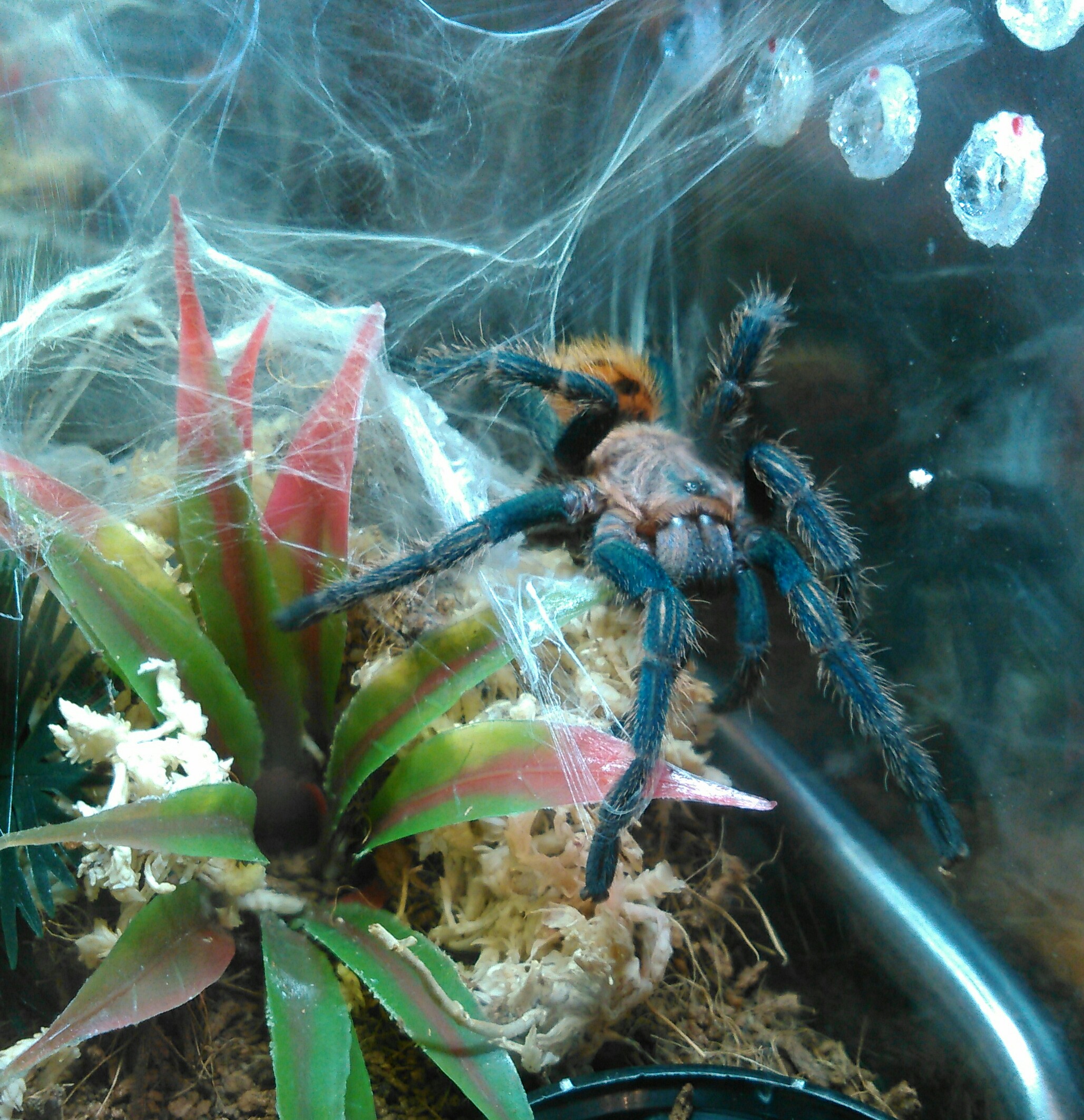 GBB