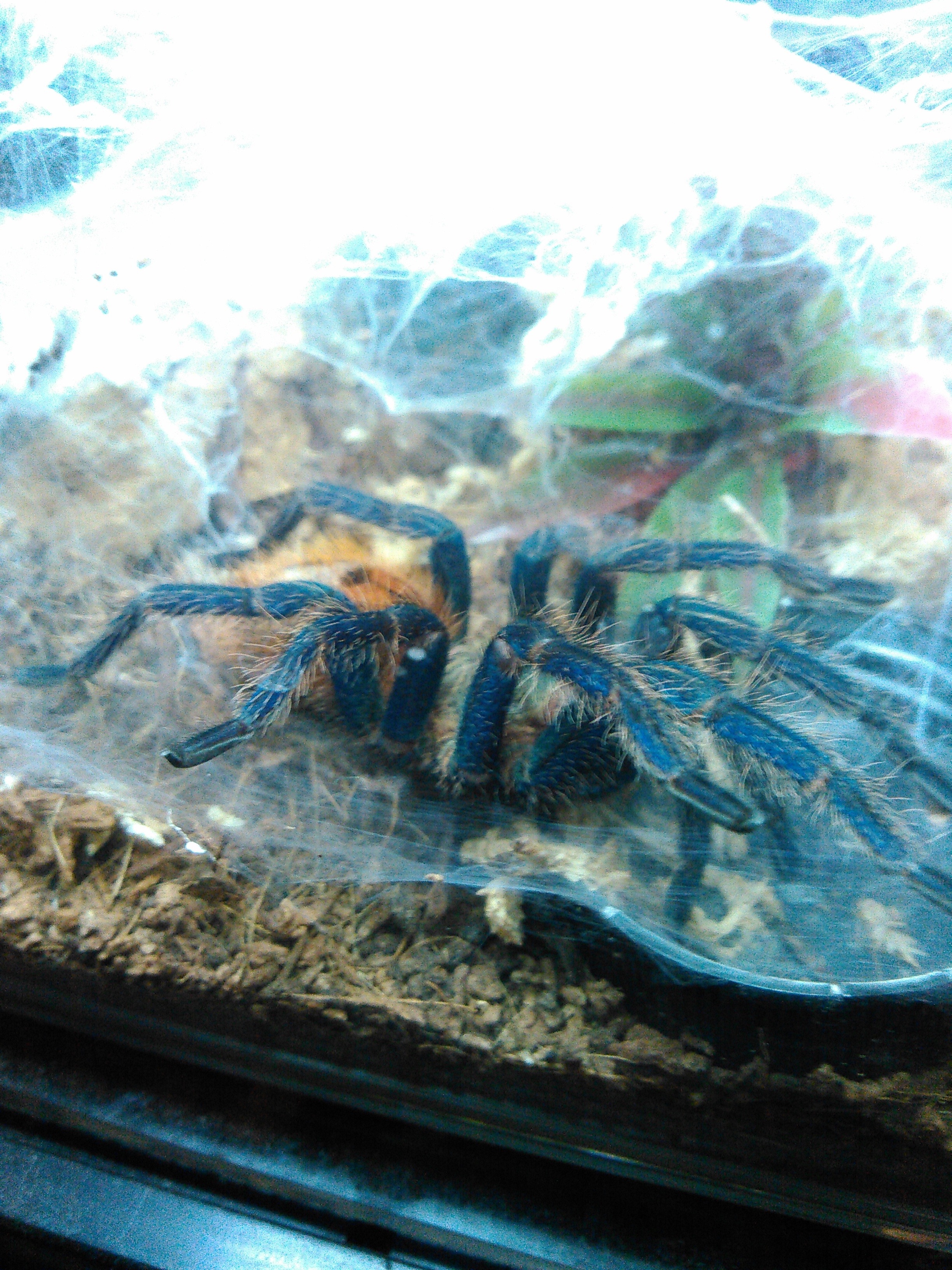 Gbb Tarantula Forum
