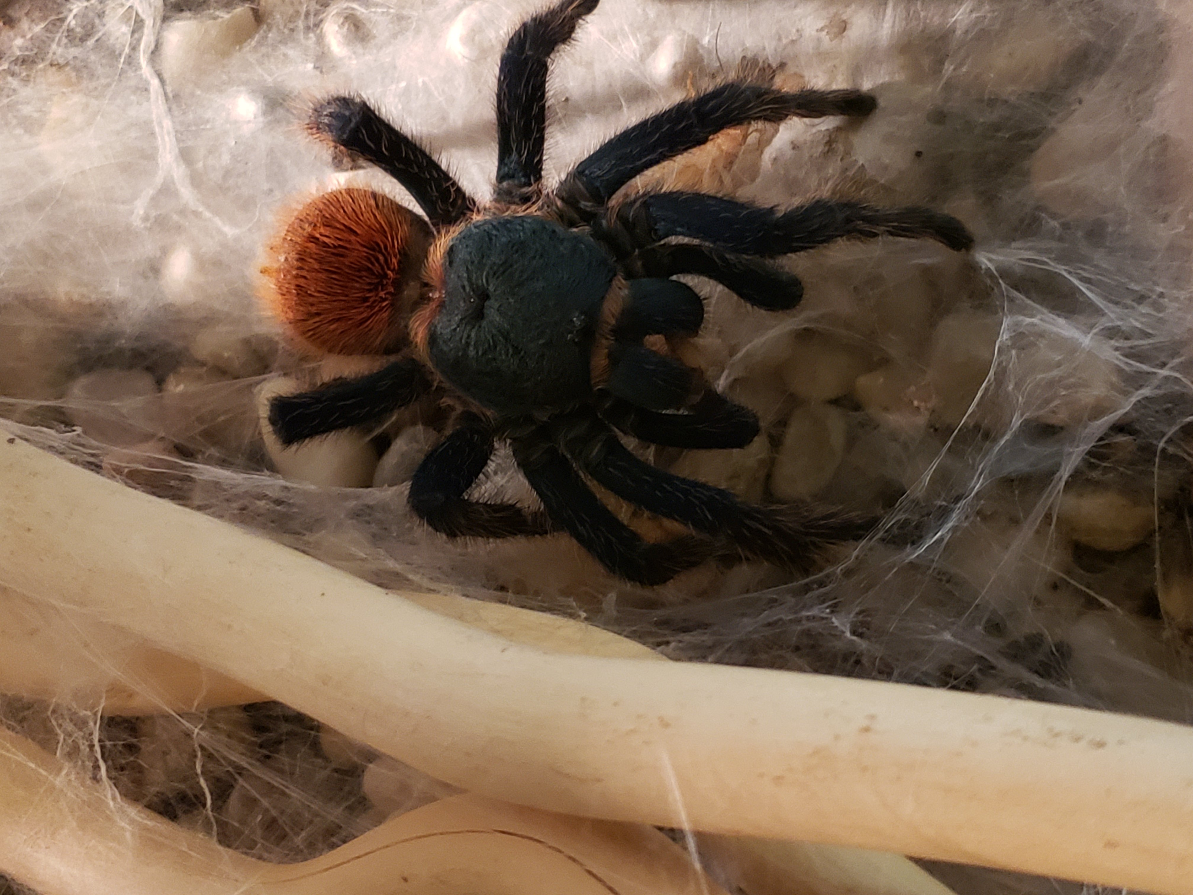 Gbb