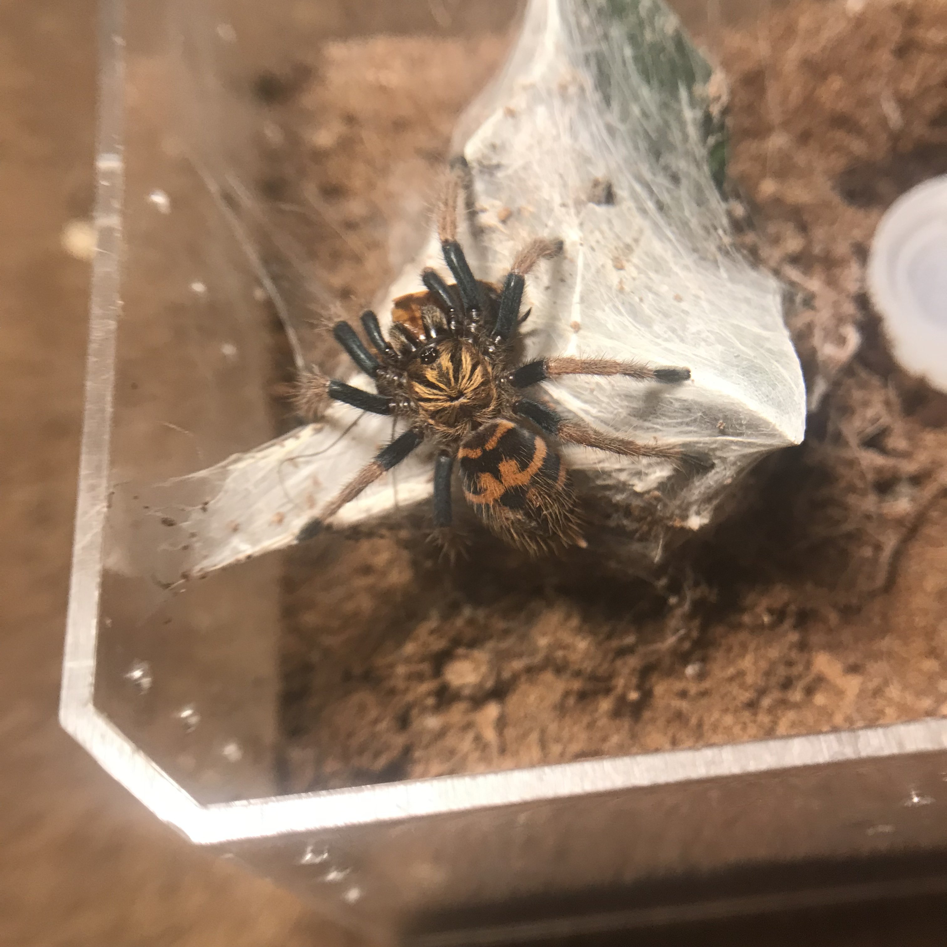 Gbb