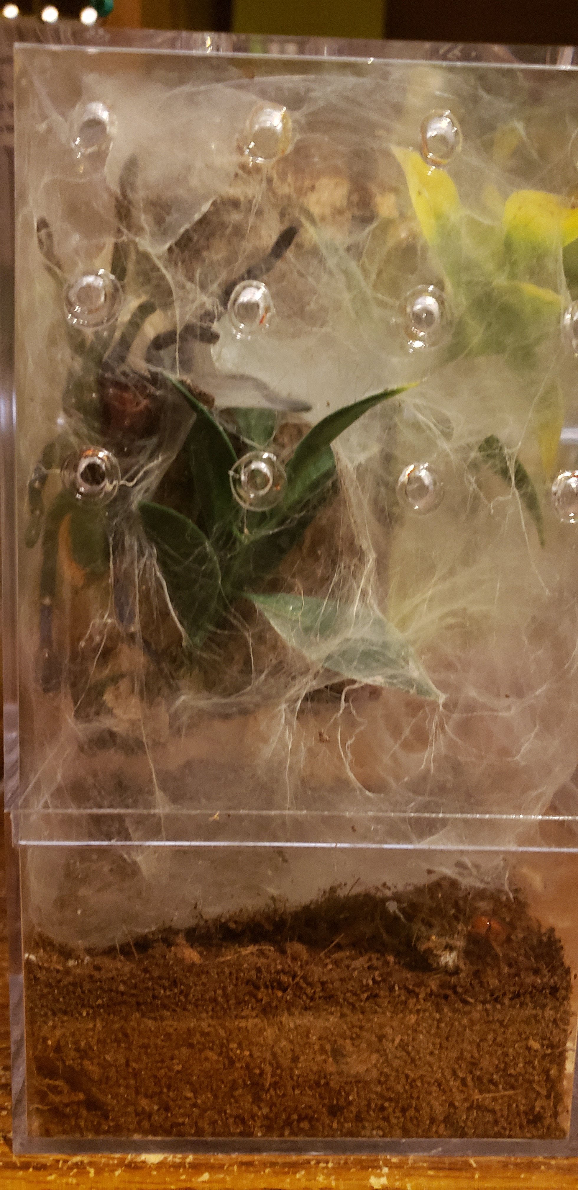 Gbb