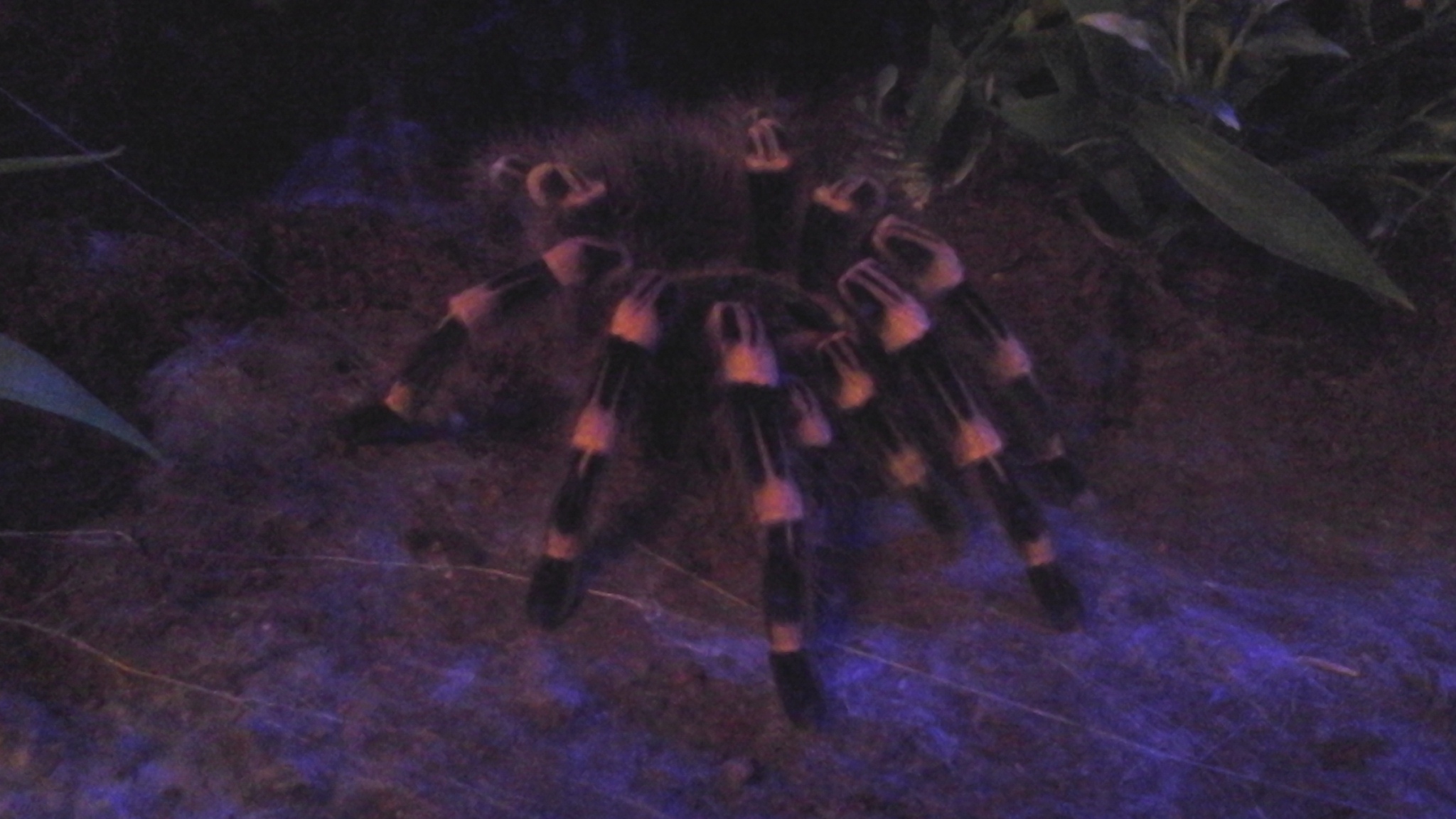 Genie (A. Geniculata) by "moonlight"