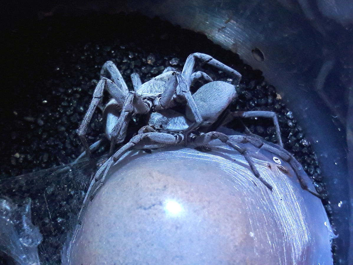 Geolycosa gosoga mating