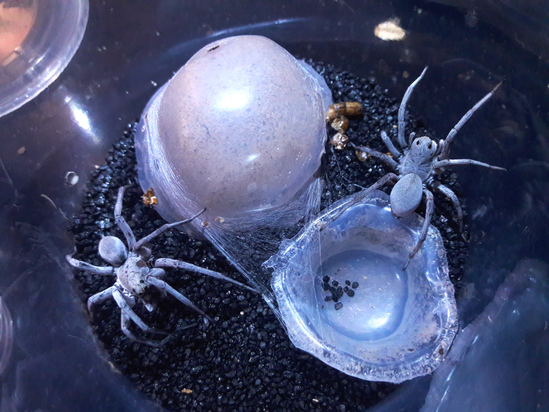 Geolycosa gosoga pairing attempt