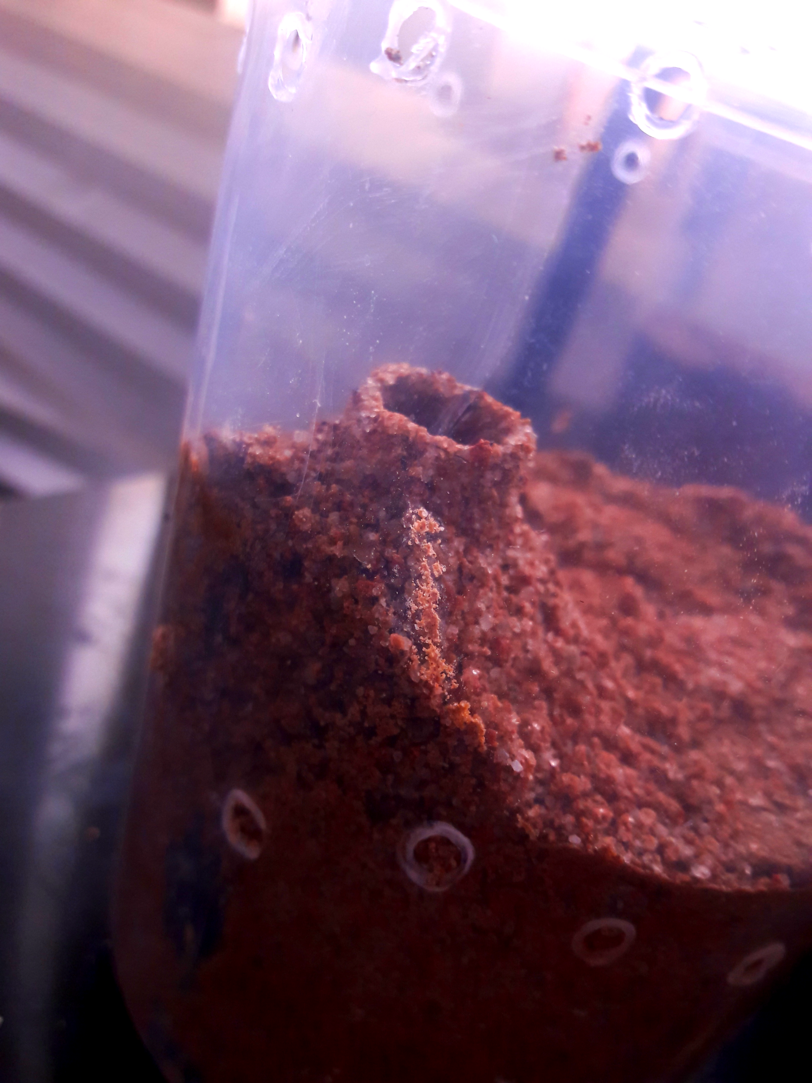 Geolycosa gosoga turret