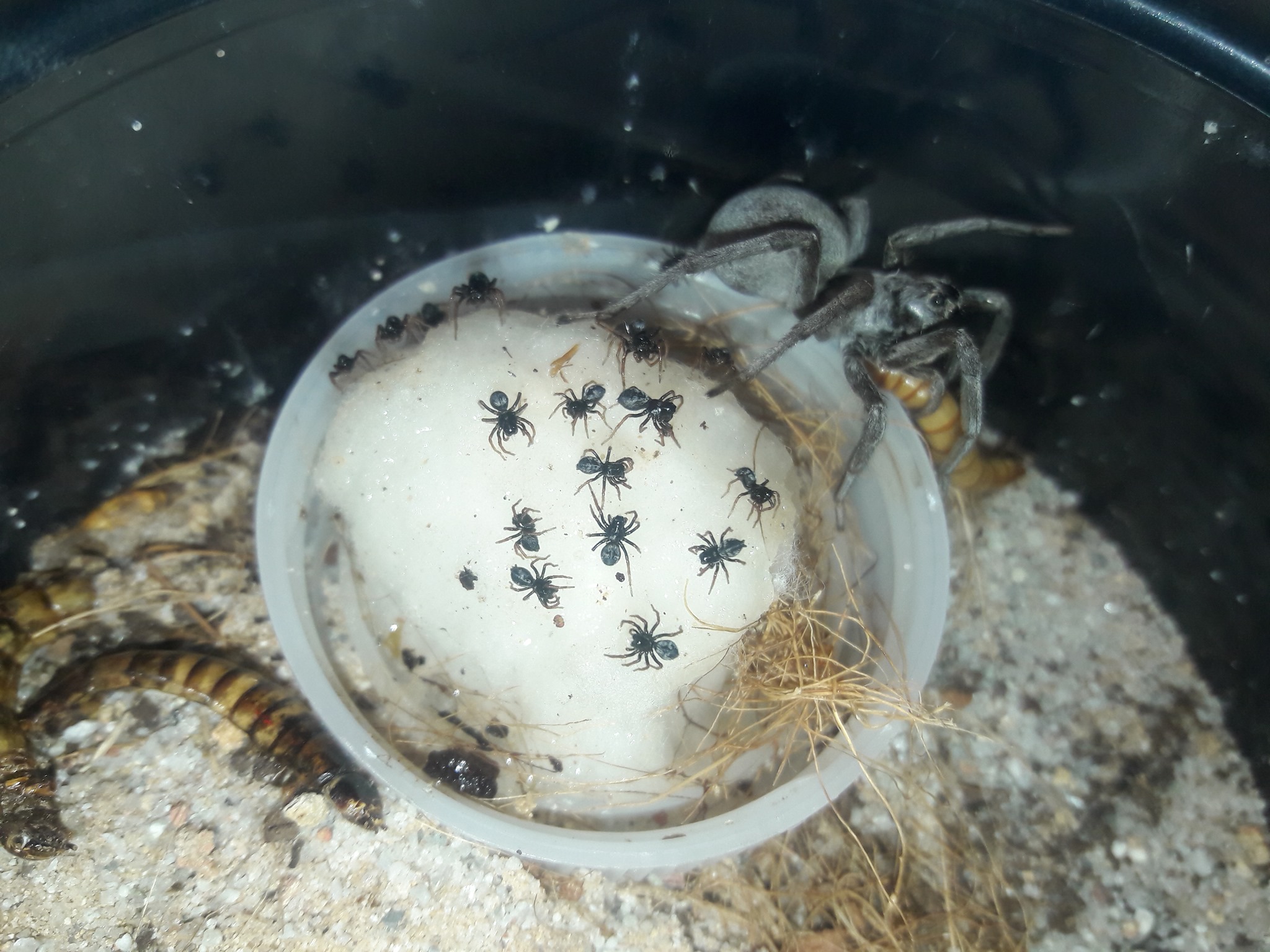 Geolycosa gosoga with slings