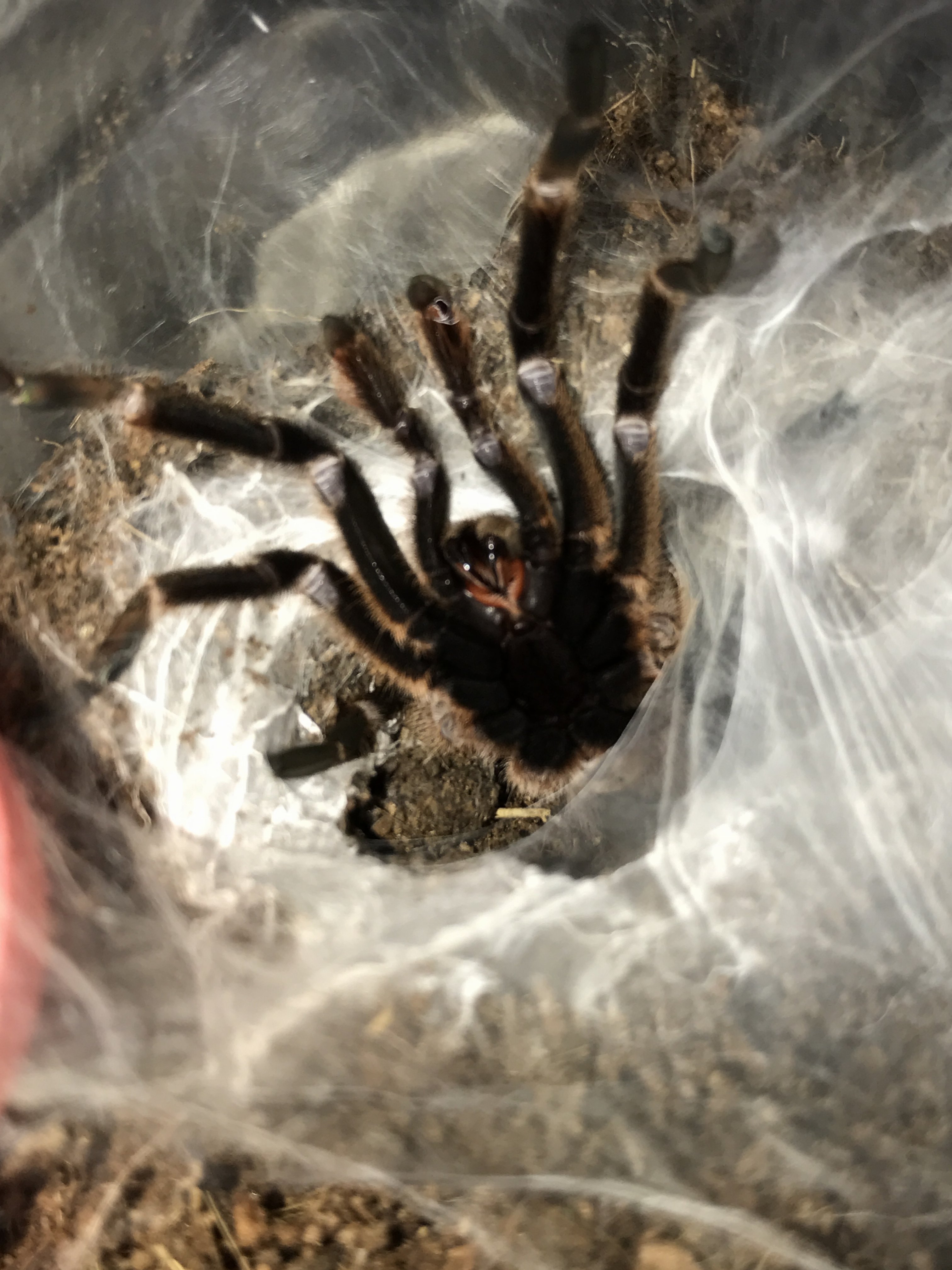 Get off my damn lawn!!!!