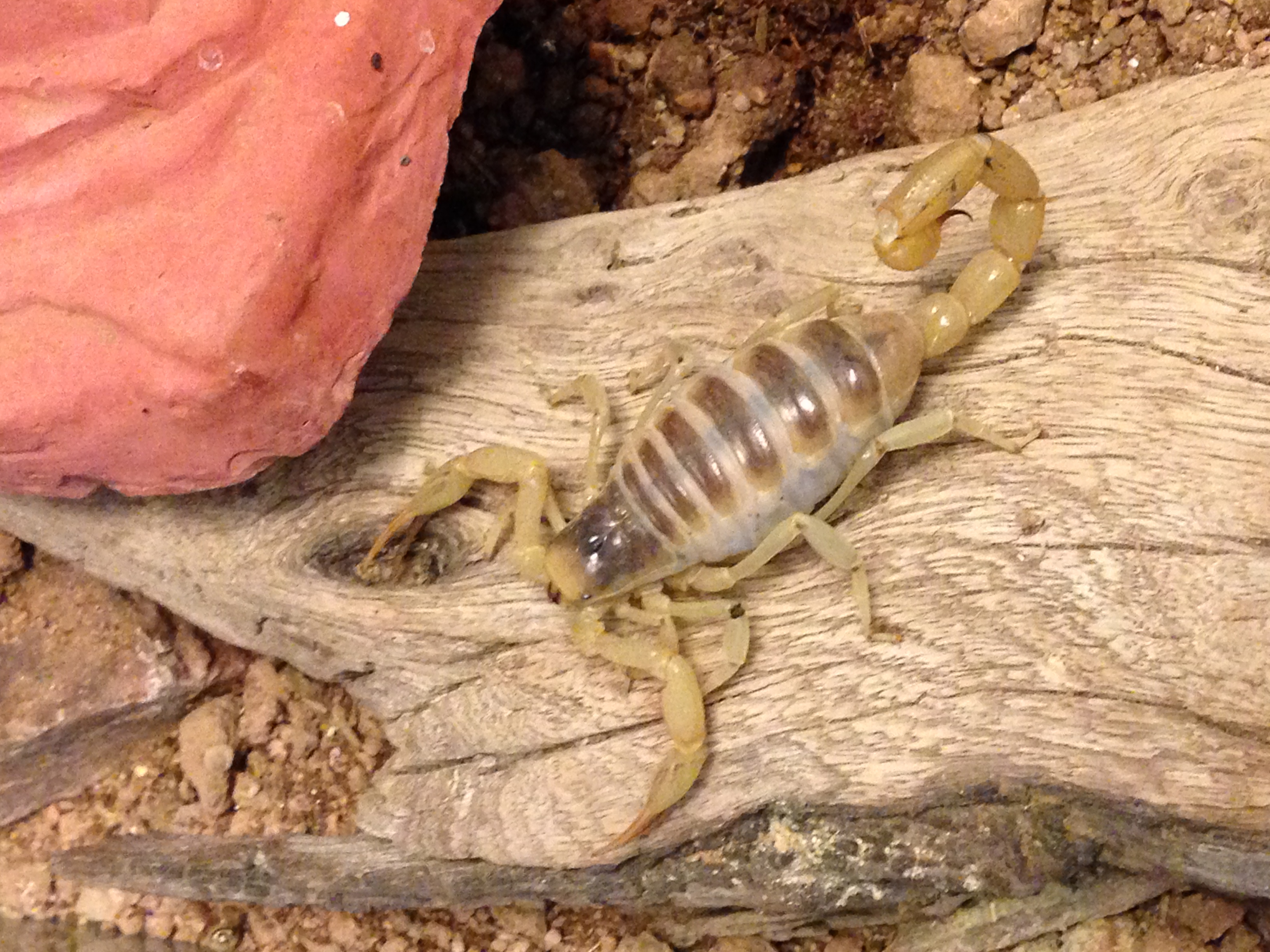 giant desert hairy scorpion