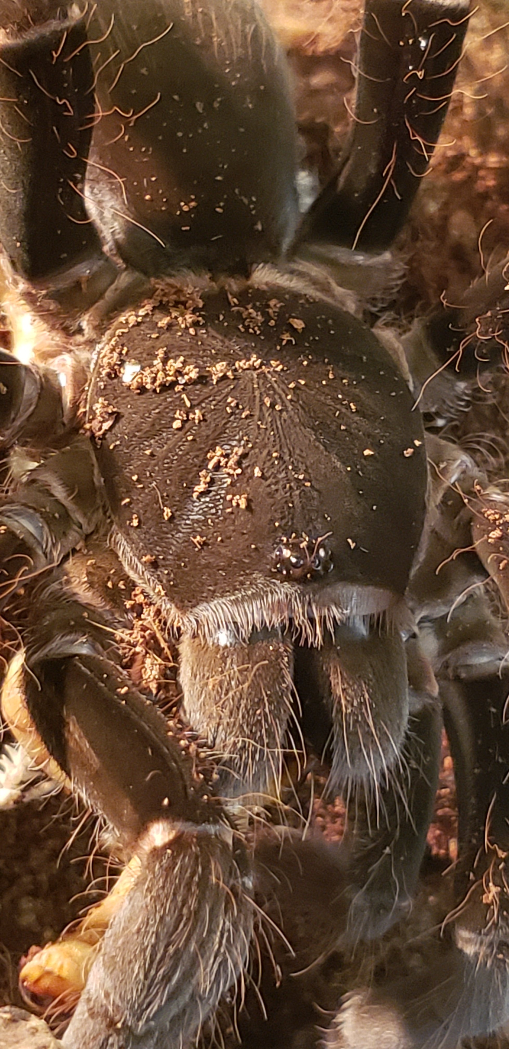 Gigas female