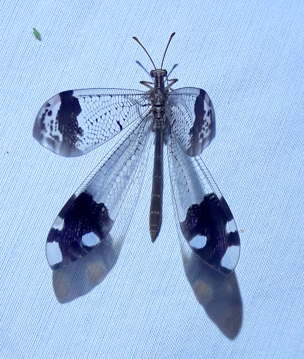 Glenurus luniger 'Western picture-winged antlion'