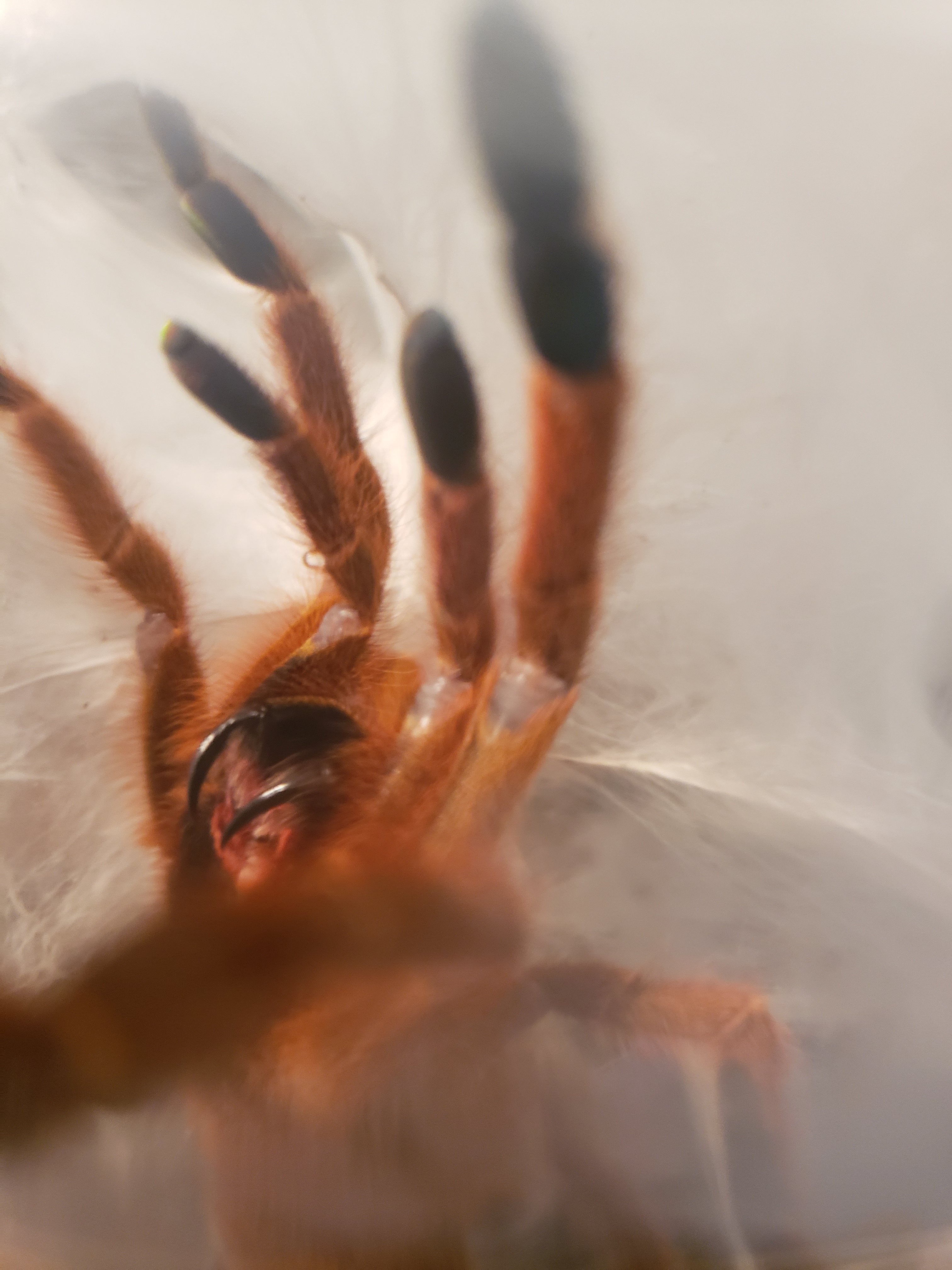 Go Away Tarantula Forum
