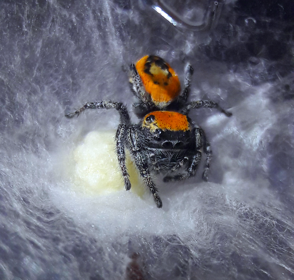 Golden tufted jumper guarding brood