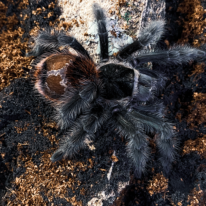 Grammostola grossa (former iheringi/acteon) sub adult male