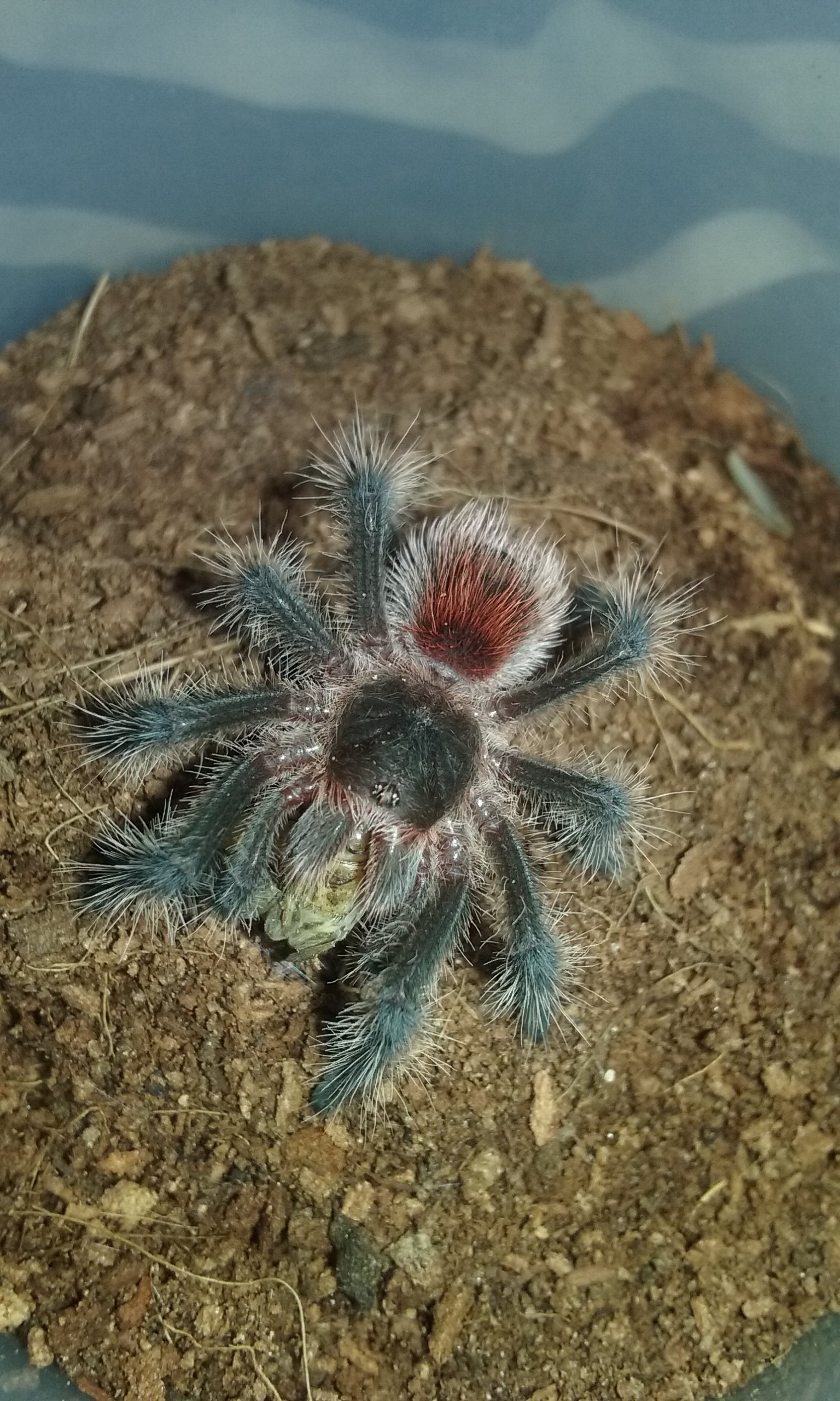 Grammostola iheringi