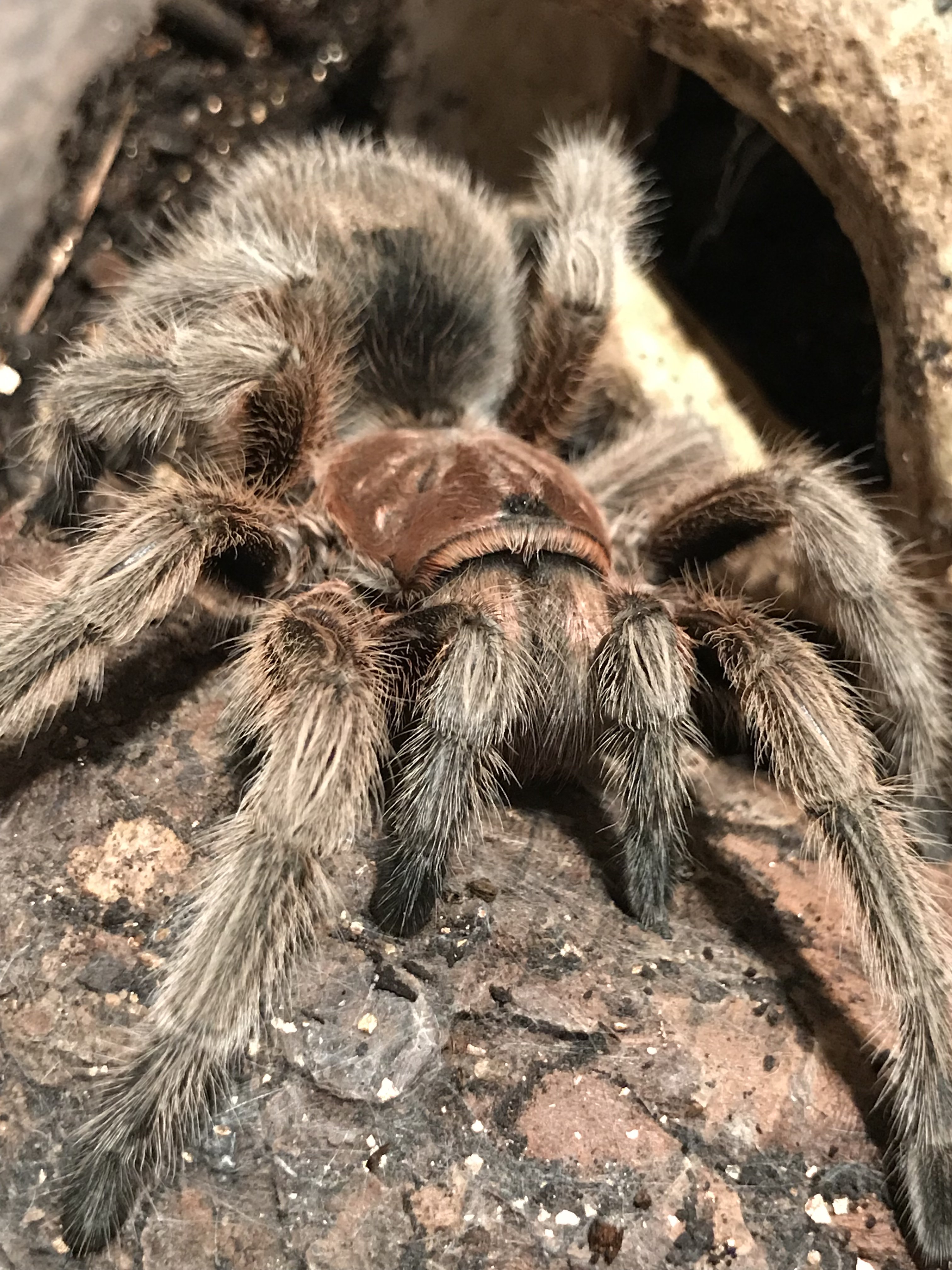 Grammostola Northern Gold | Tarantula Forum