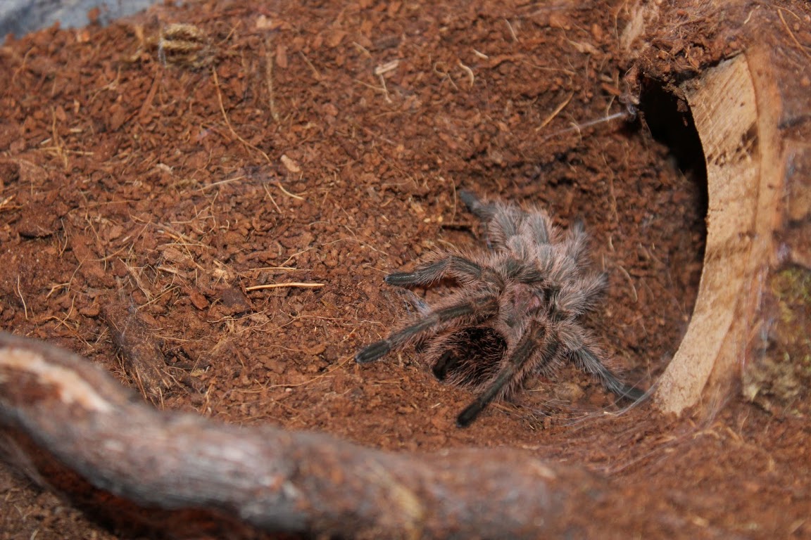 Grammostola porteri fresh molt