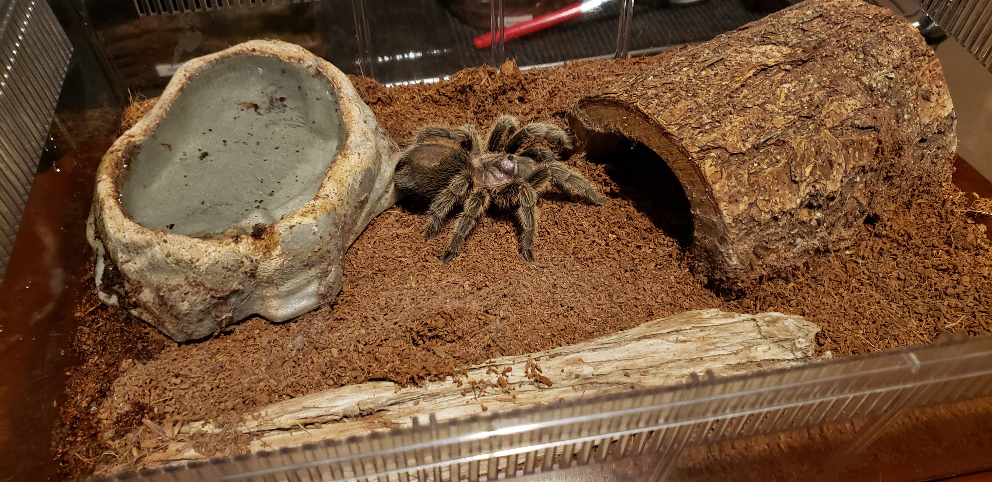 Grammostola porteri