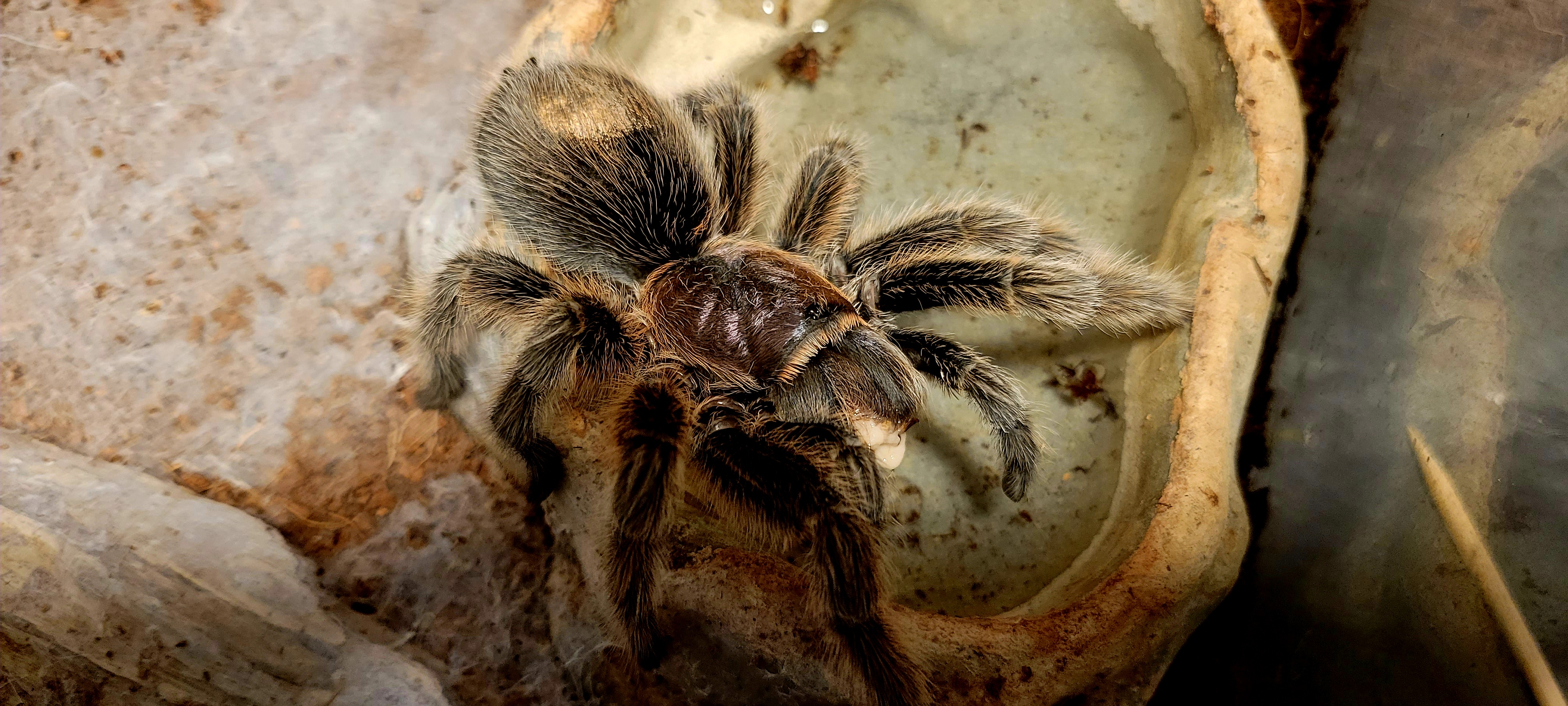 Grammostola porteri