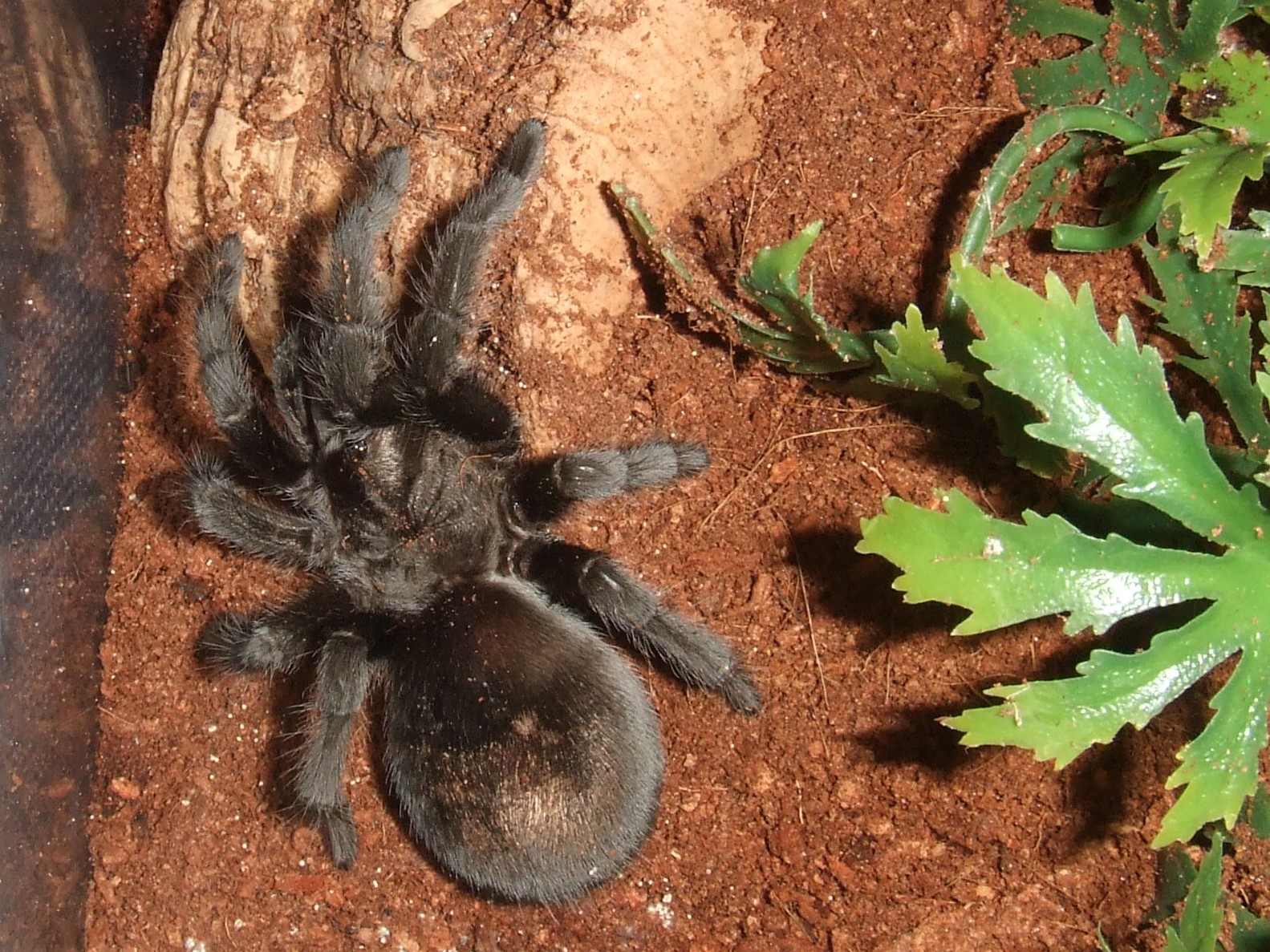 Grammostola pulchra - Massa