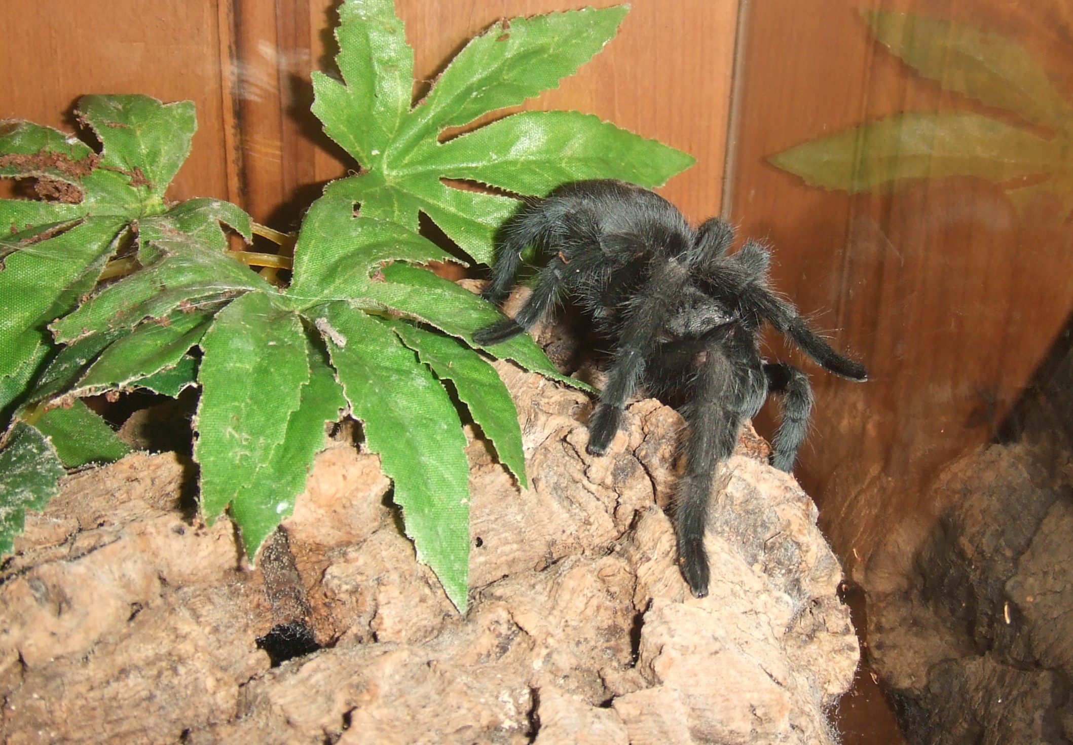 Grammostola pulchra - Massa
