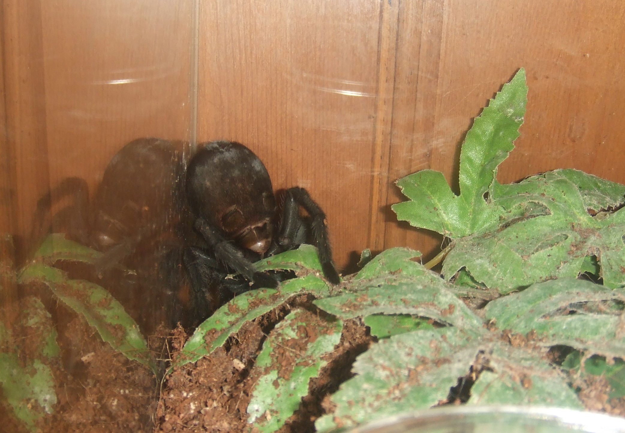 Grammostola pulchra - Massa