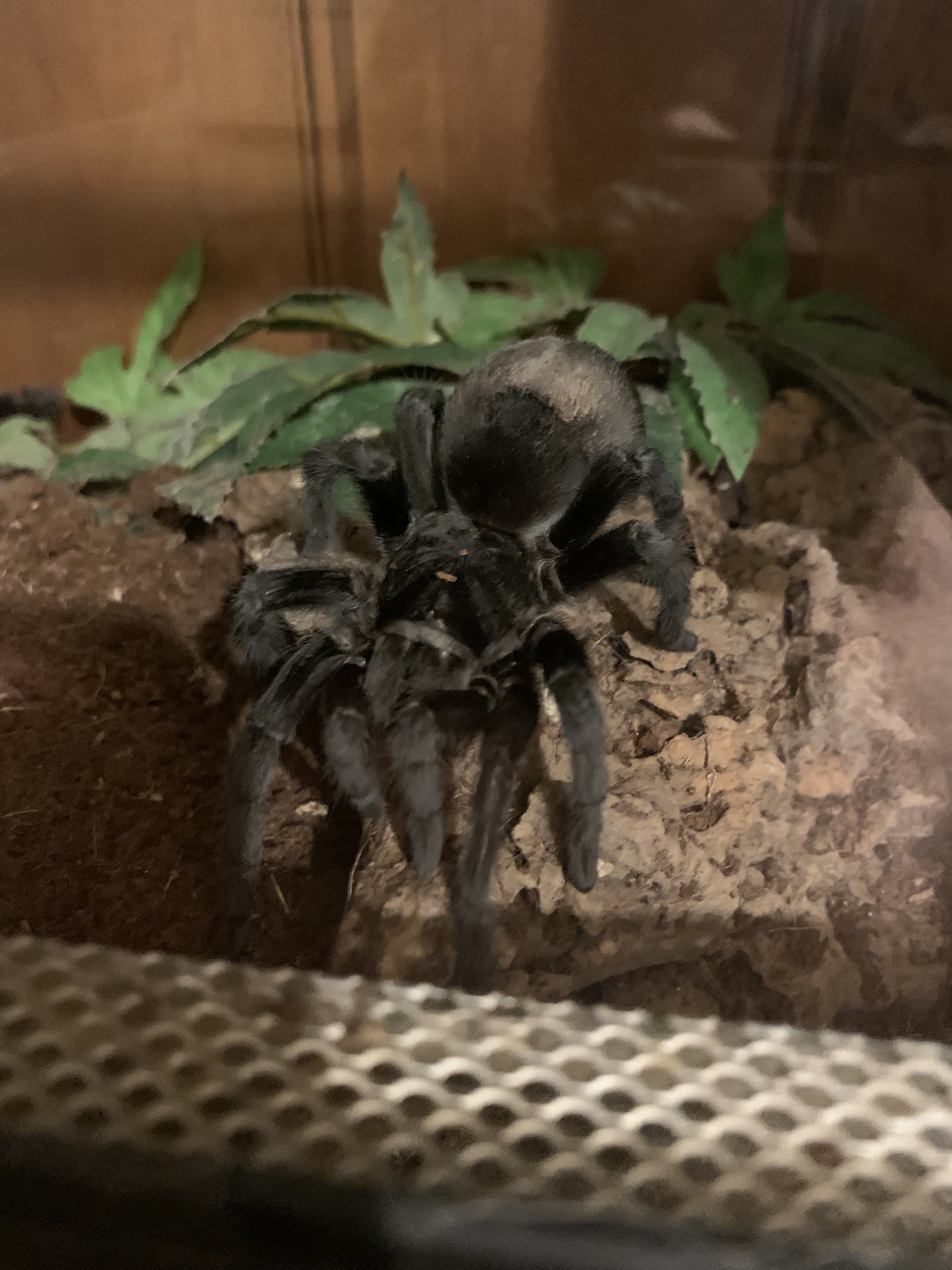 Grammostola pulchra - Massa