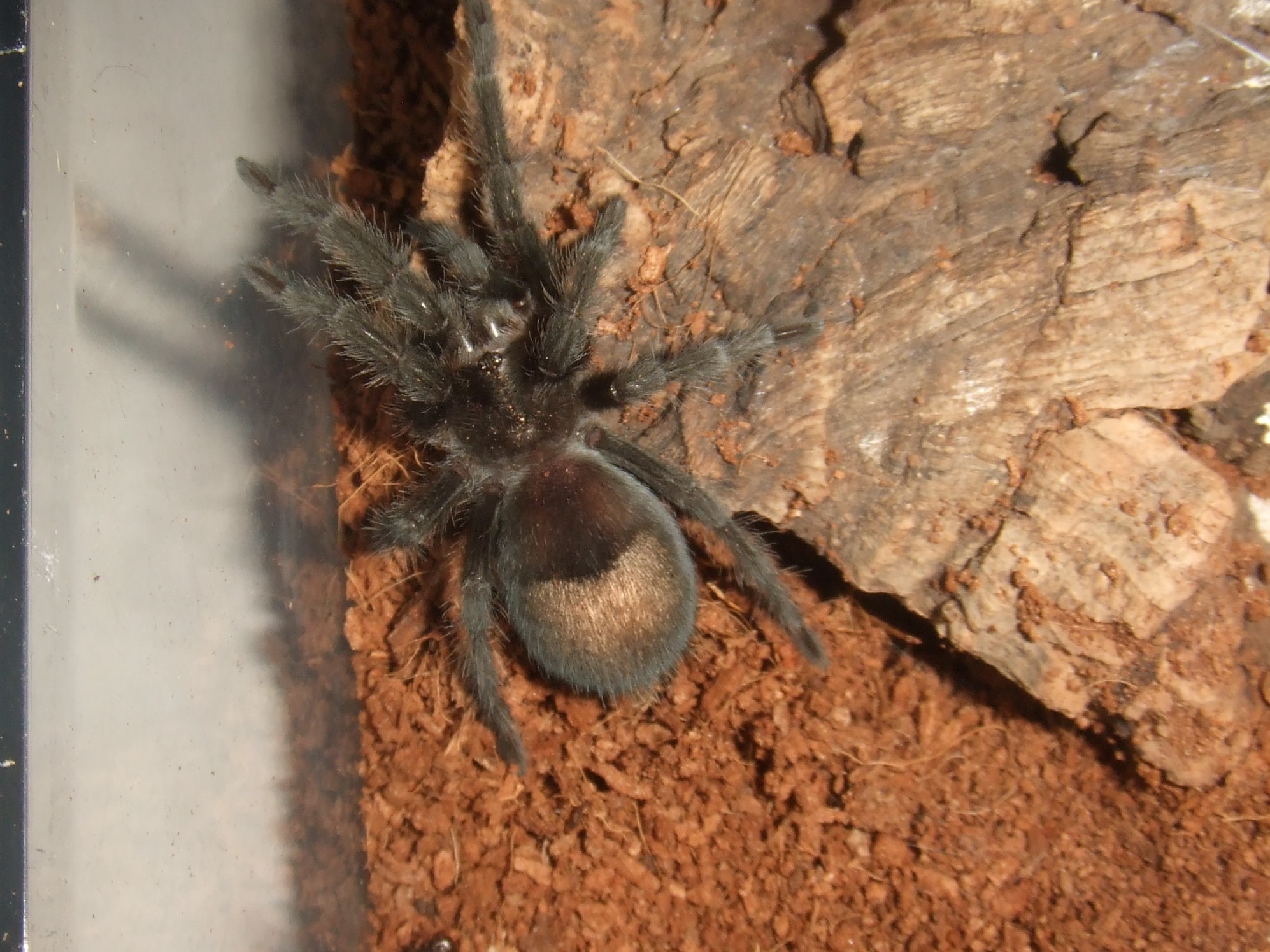 Grammostola pulchra - Massa