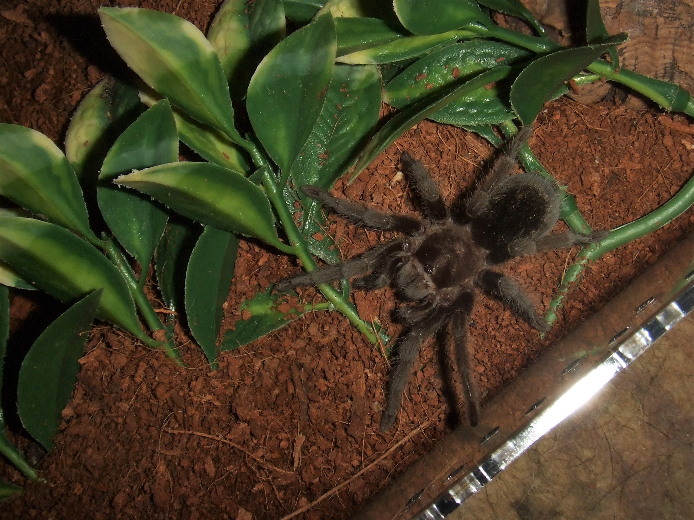 Grammostola pulchra - Massa