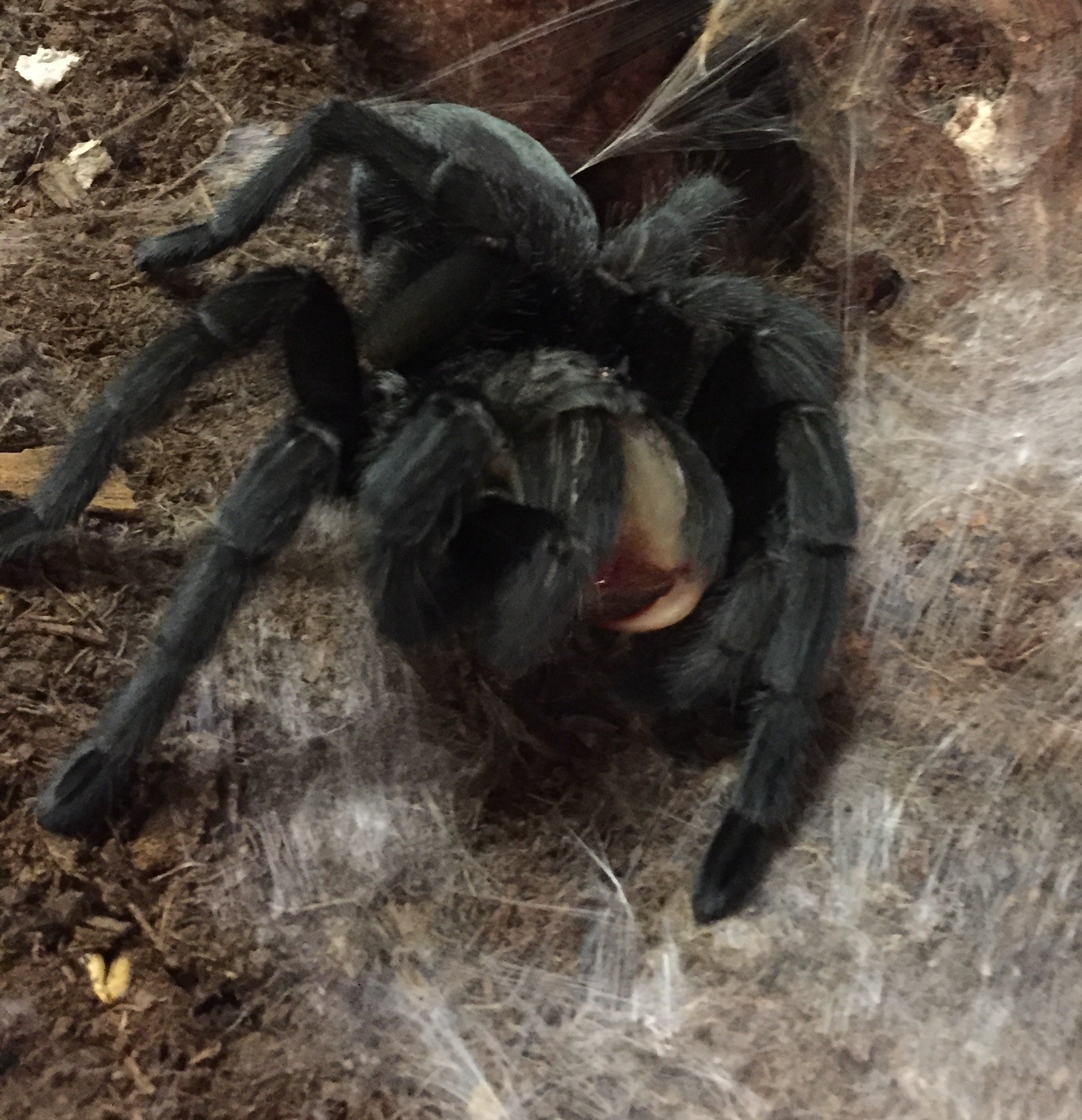 Grammostola pulchra