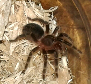 Grammostola pulchra