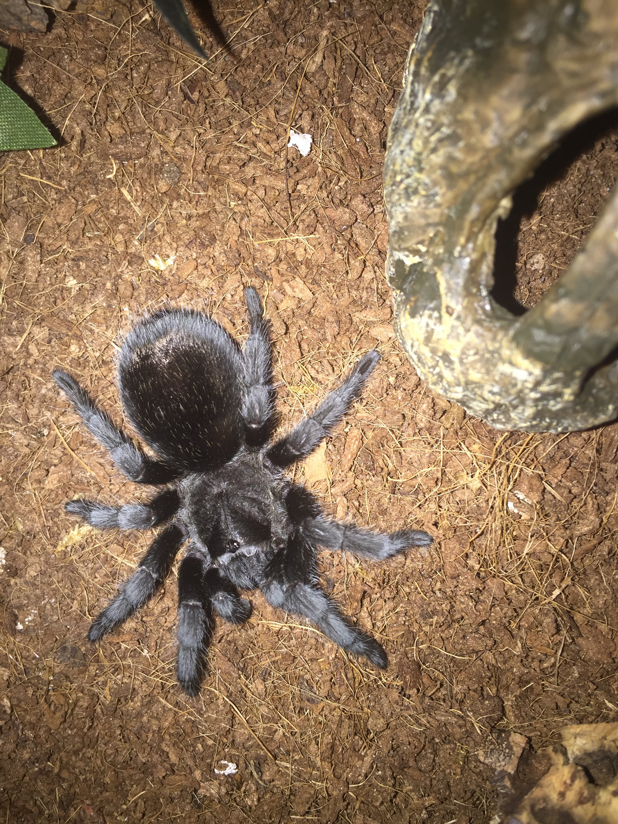 Grammostola pulchra