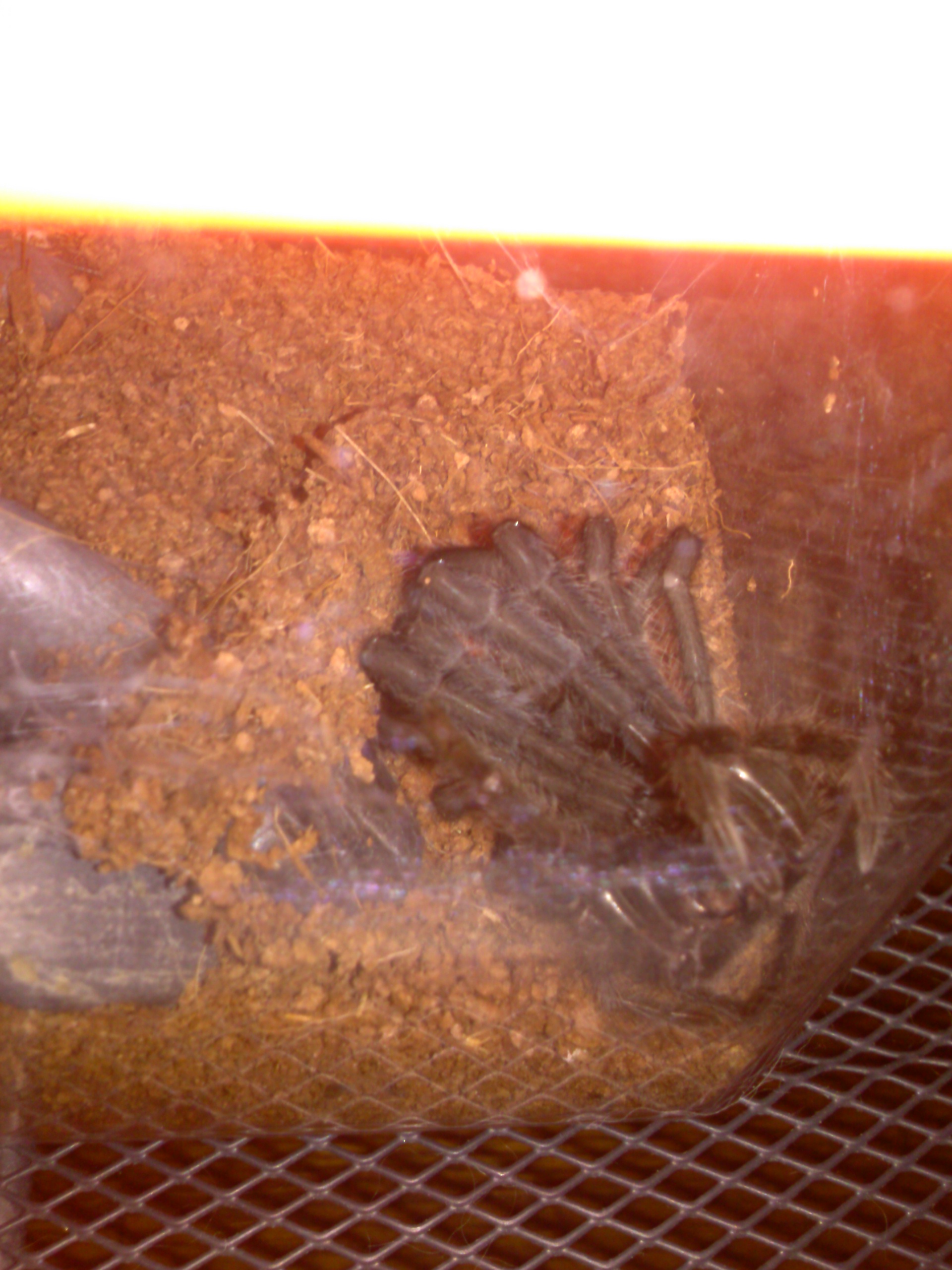 grammostola pulchra