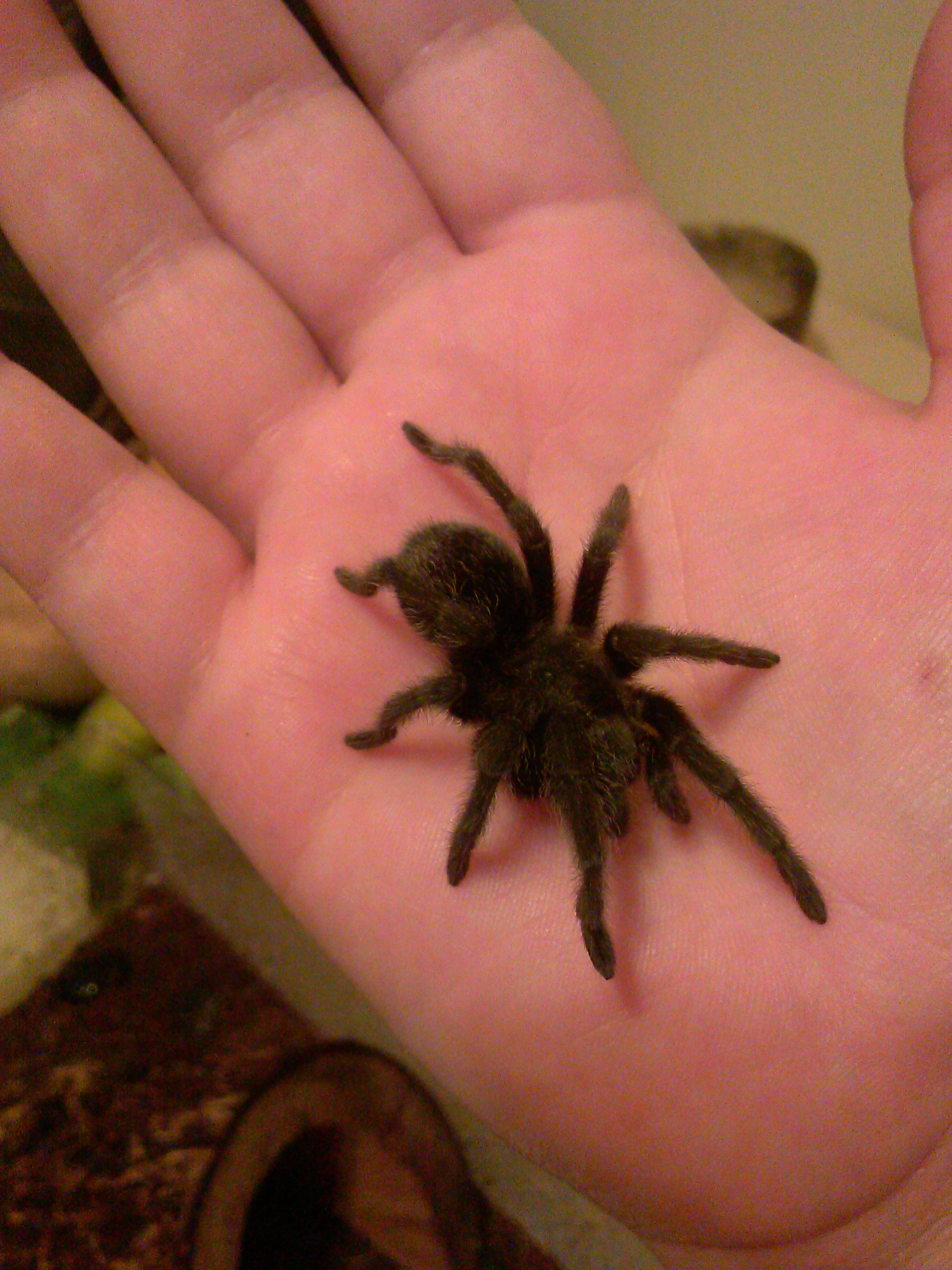 grammostola pulchra