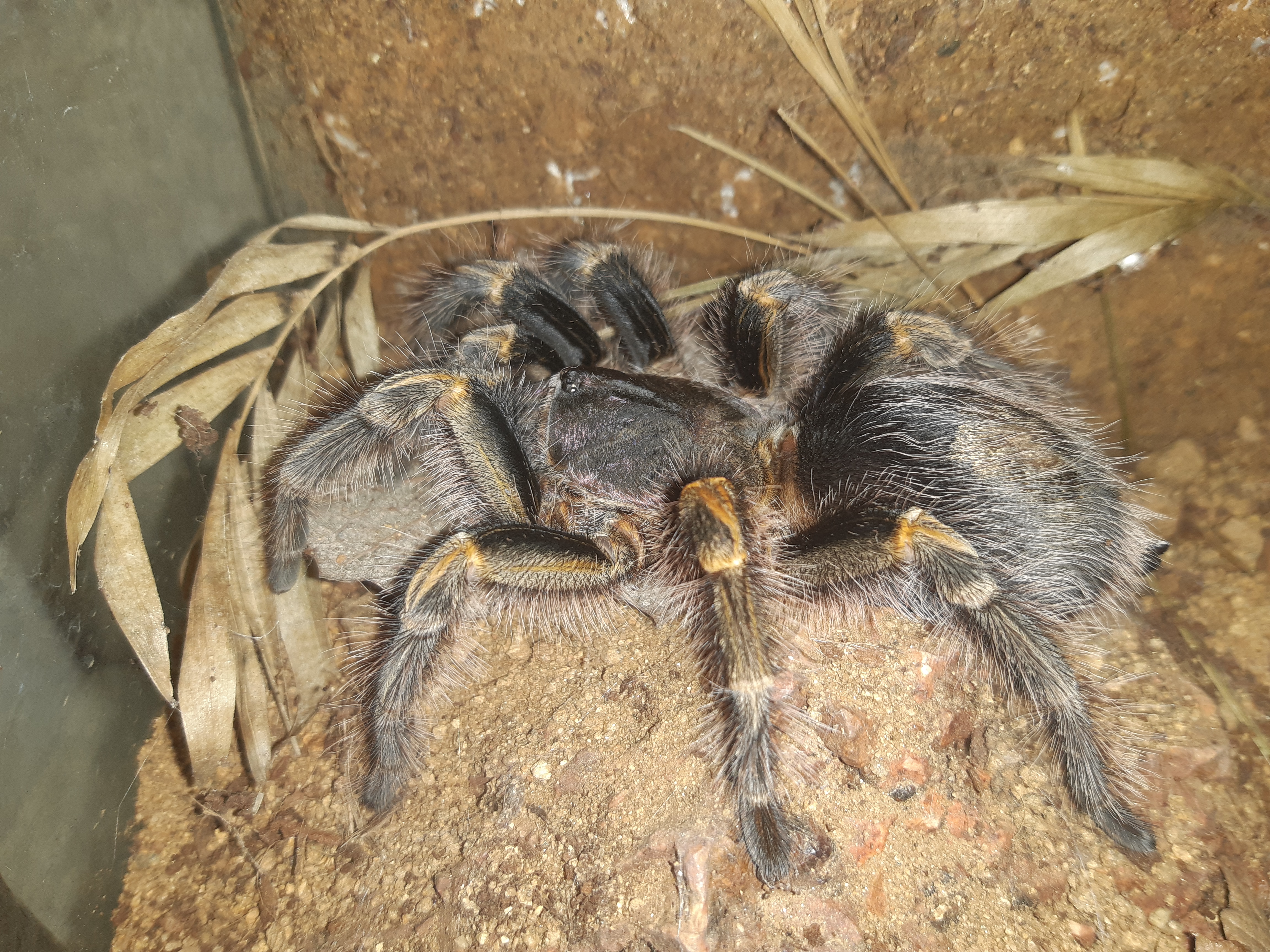 Grammostola pulchripes ad female