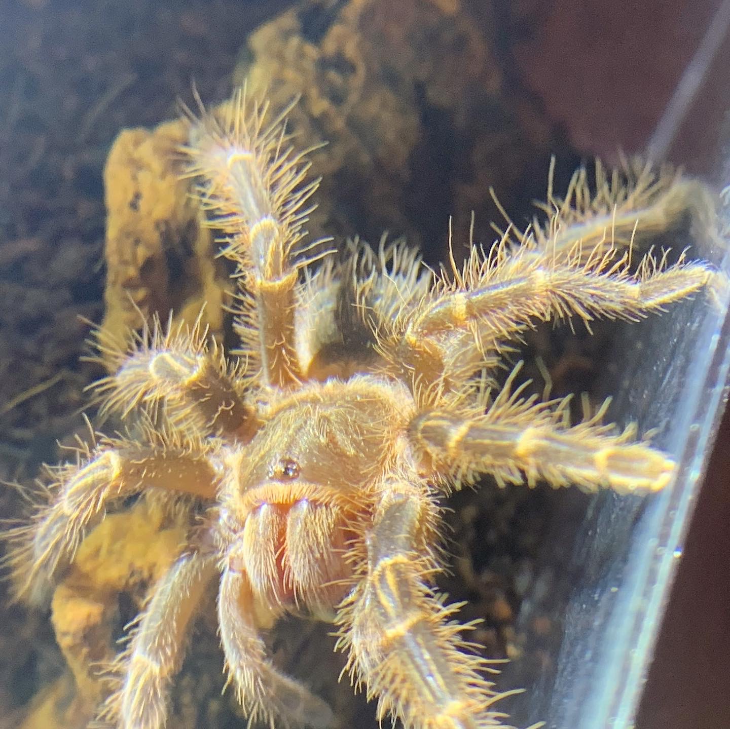 Grammostola pulchripes