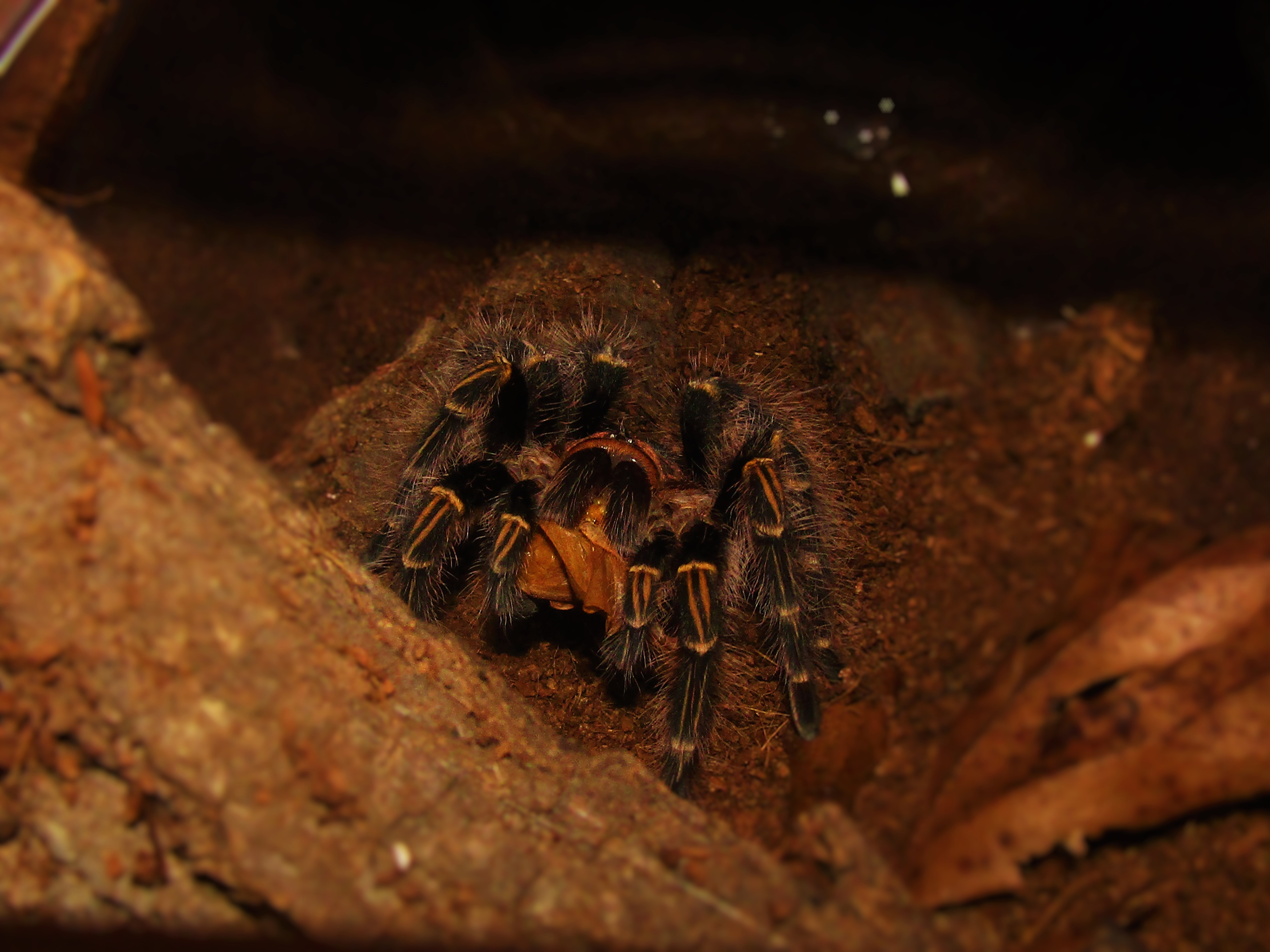 Grammostola pulchripes